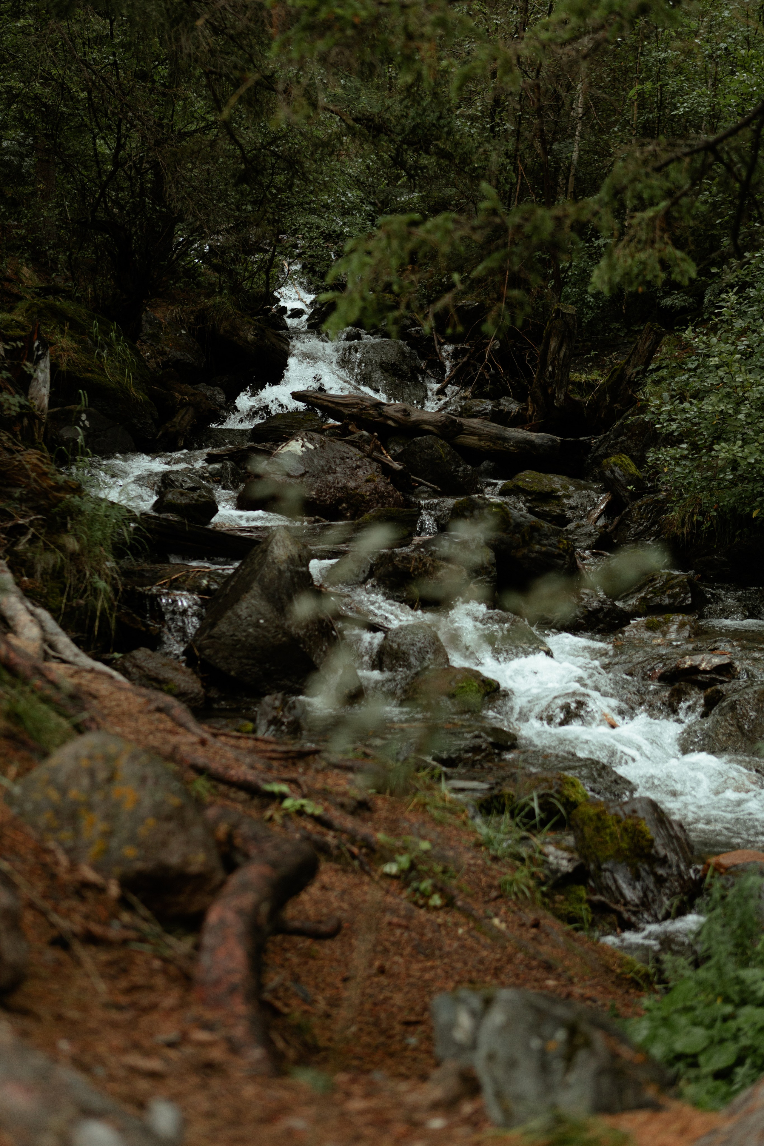 Лина Акташ. Свадебный фотограф Белокуриха, Алтай