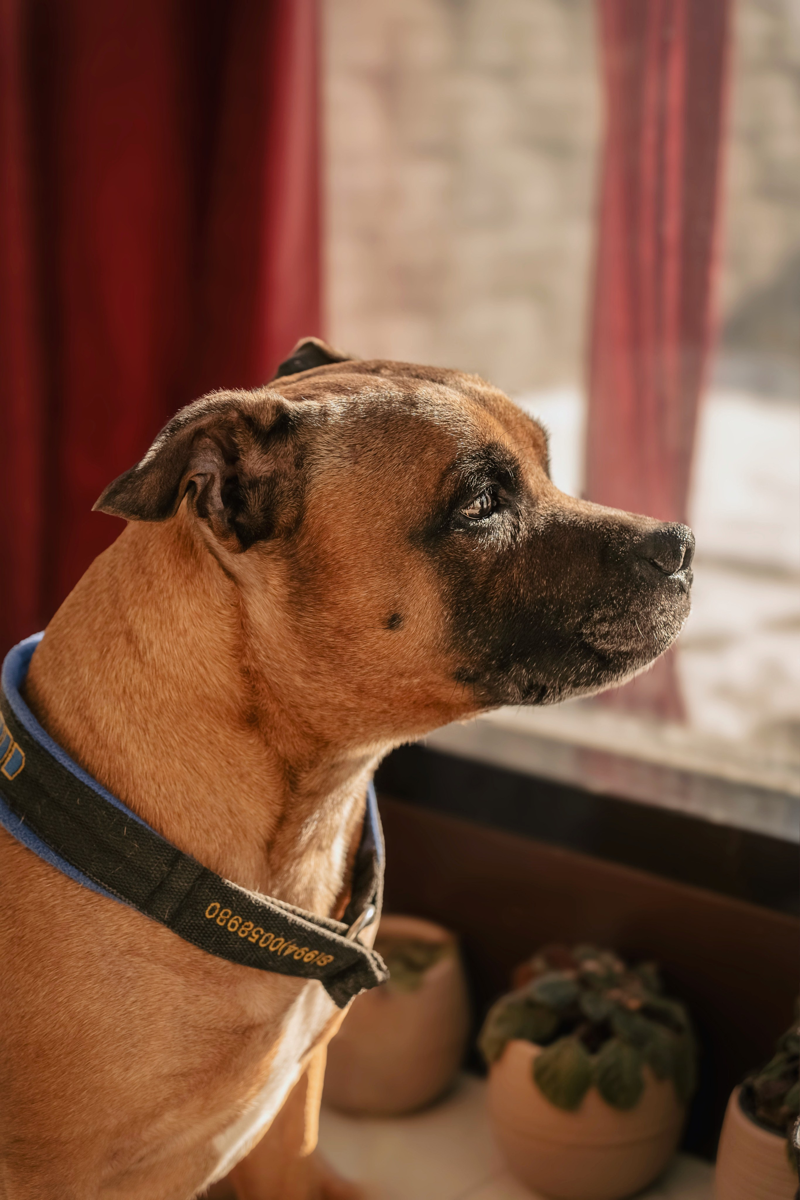 Наталья и Дор. Семейный фотограф анималист г. Находка