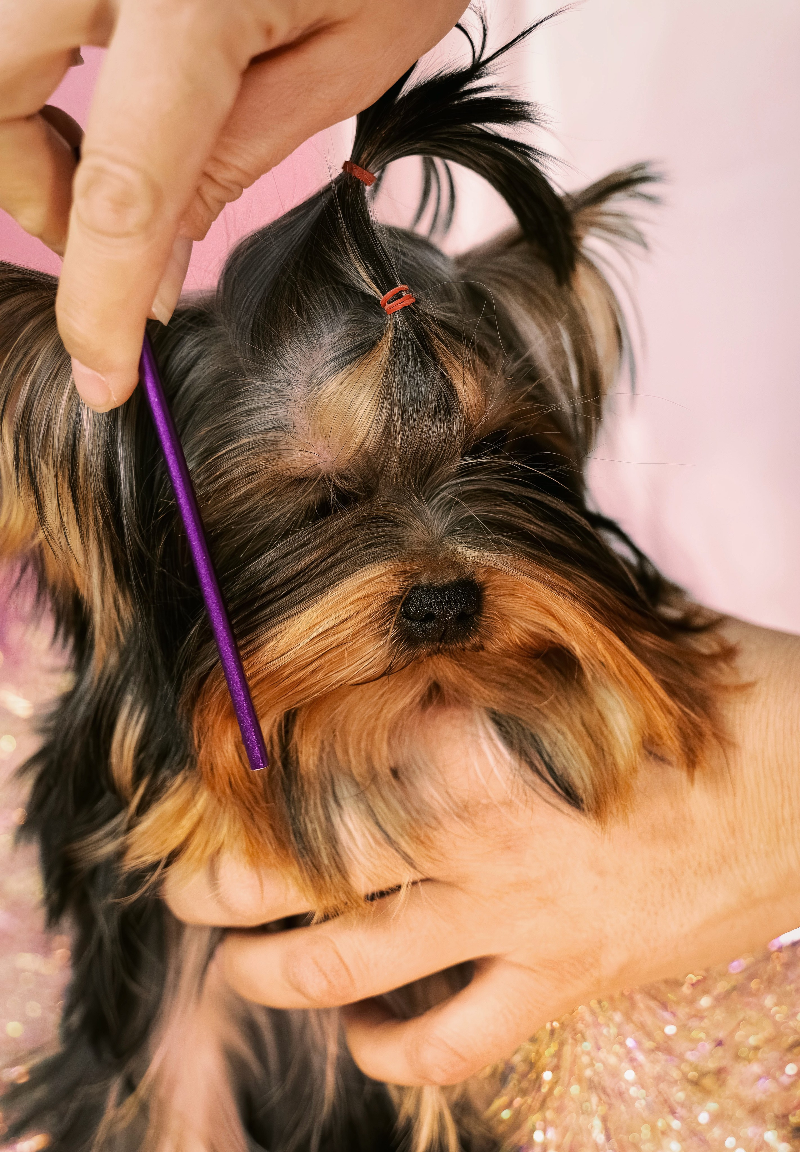 Малышка йорк Никуша. Семейный фотограф анималист г. Находка