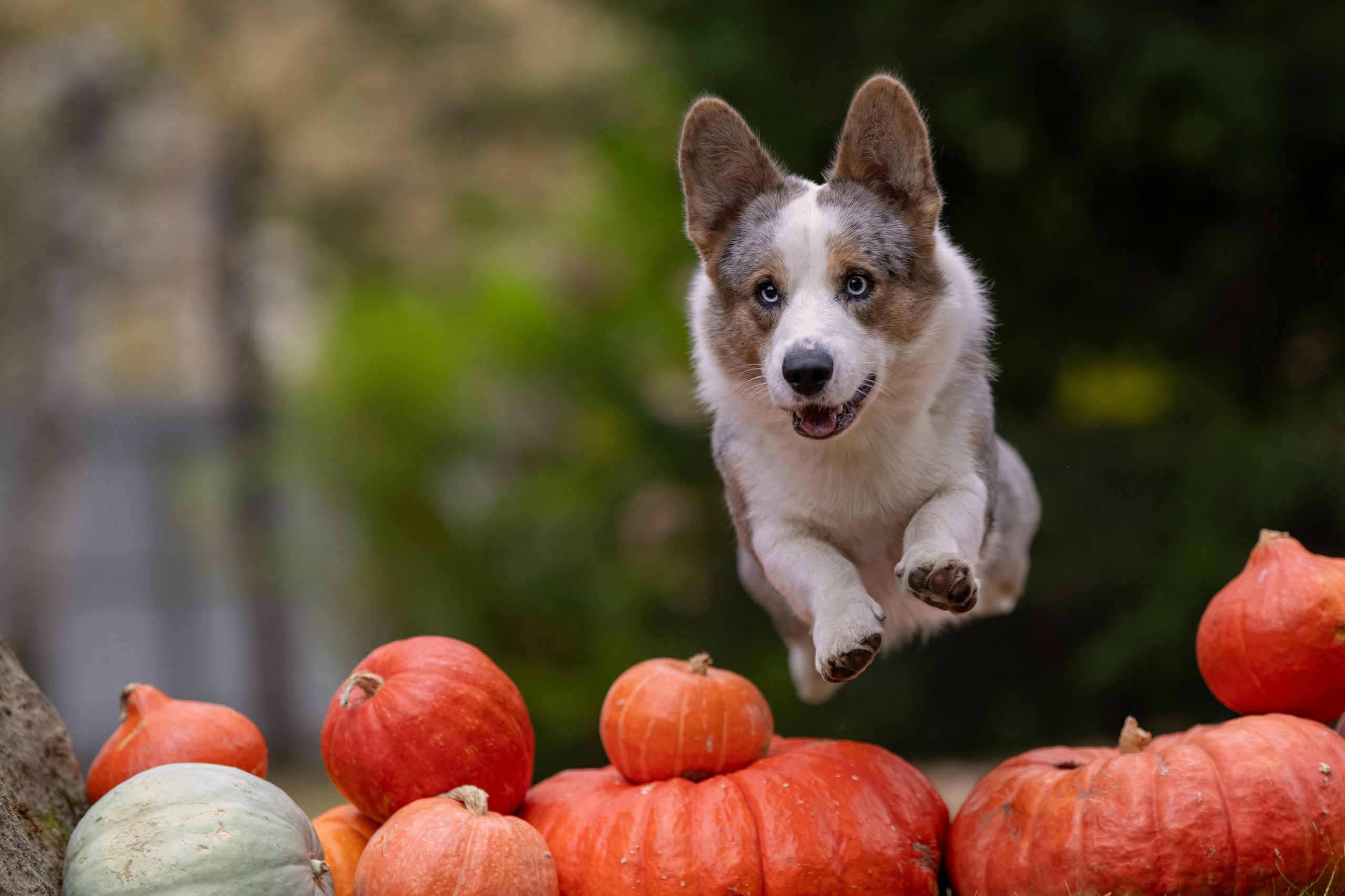 Тыквенная вечерника 6 октября 2024. -