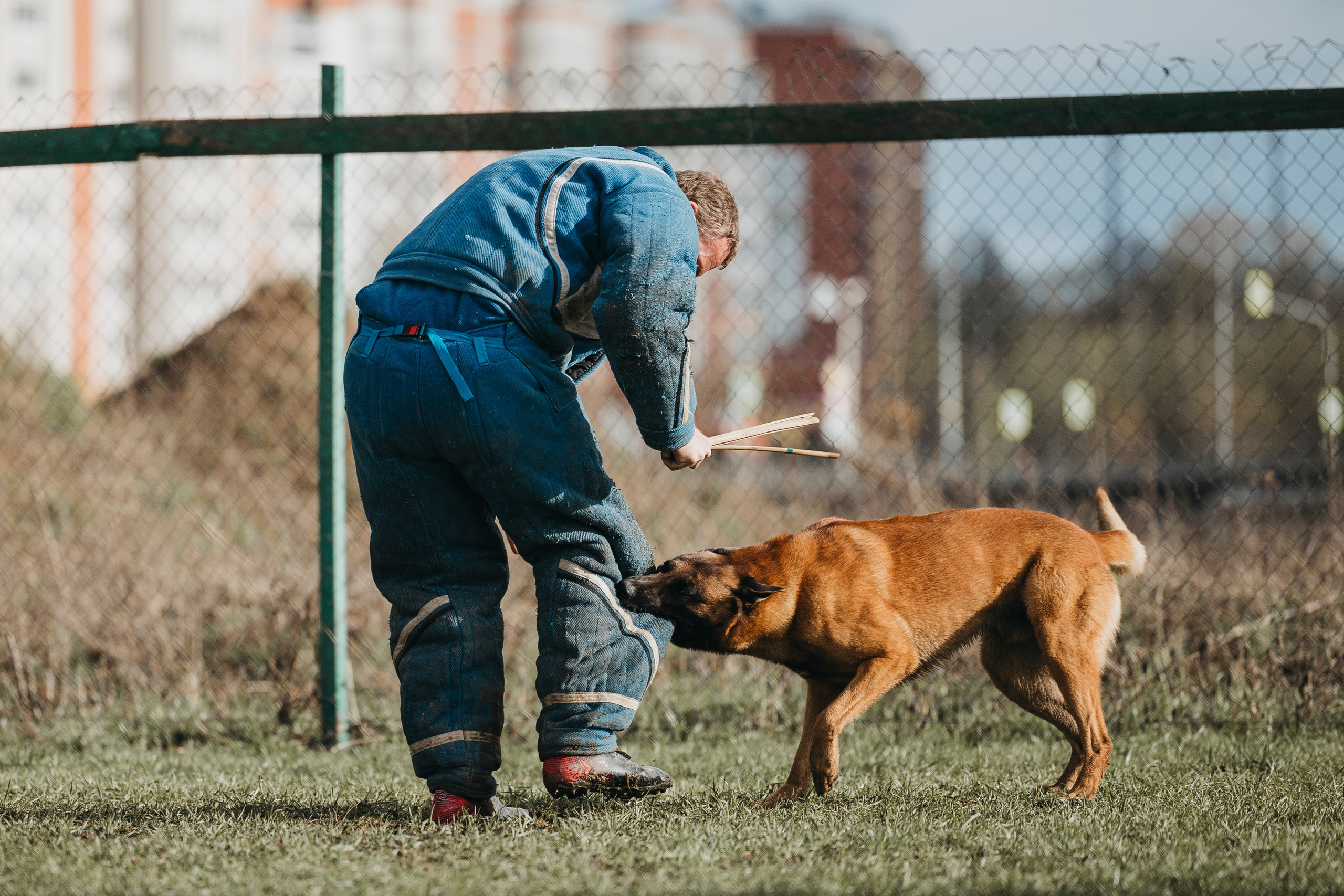 09.05.25 Вологда соревнования. Фотограф-анималист Анна Маринич