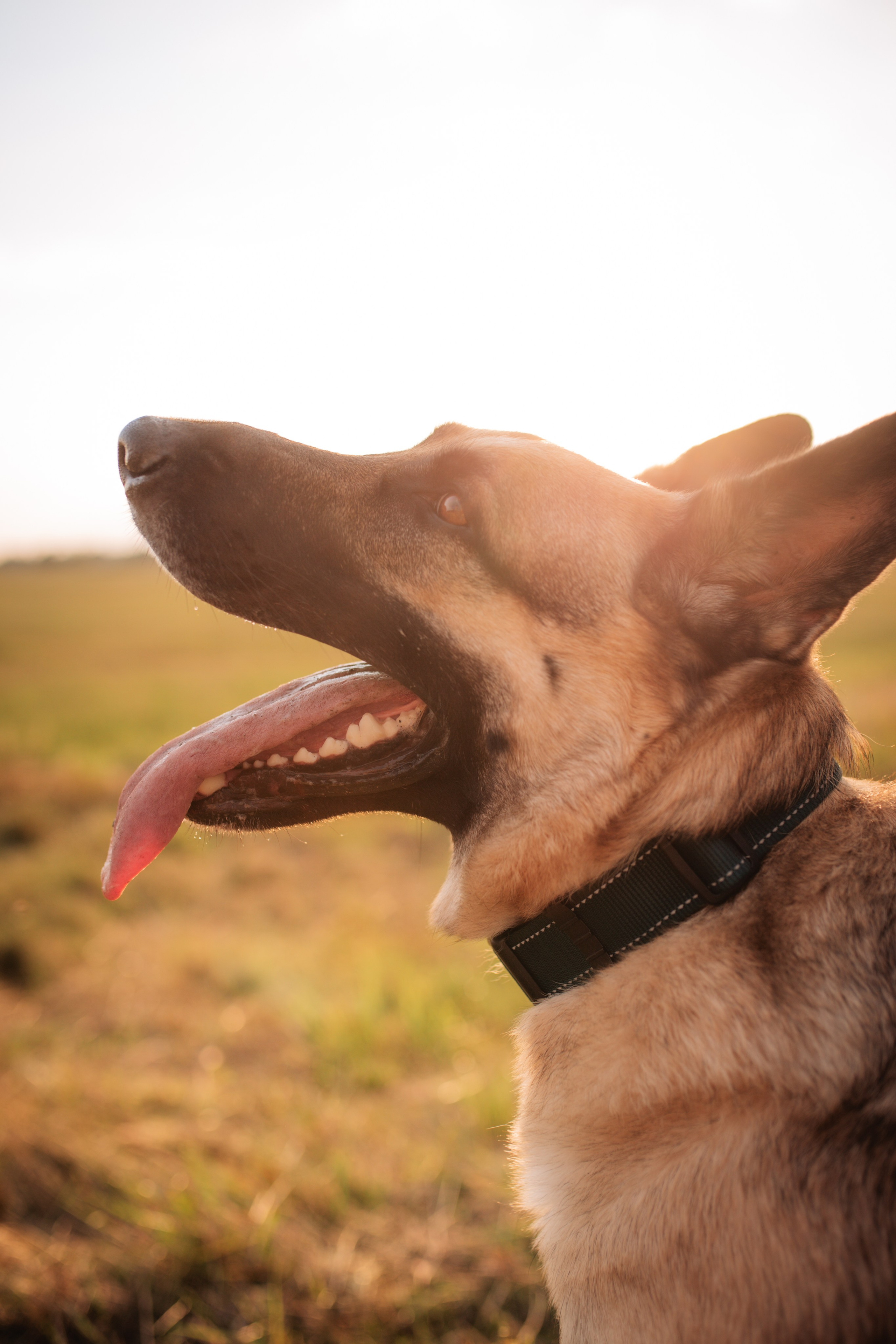 Николай, Алёна и Сэм