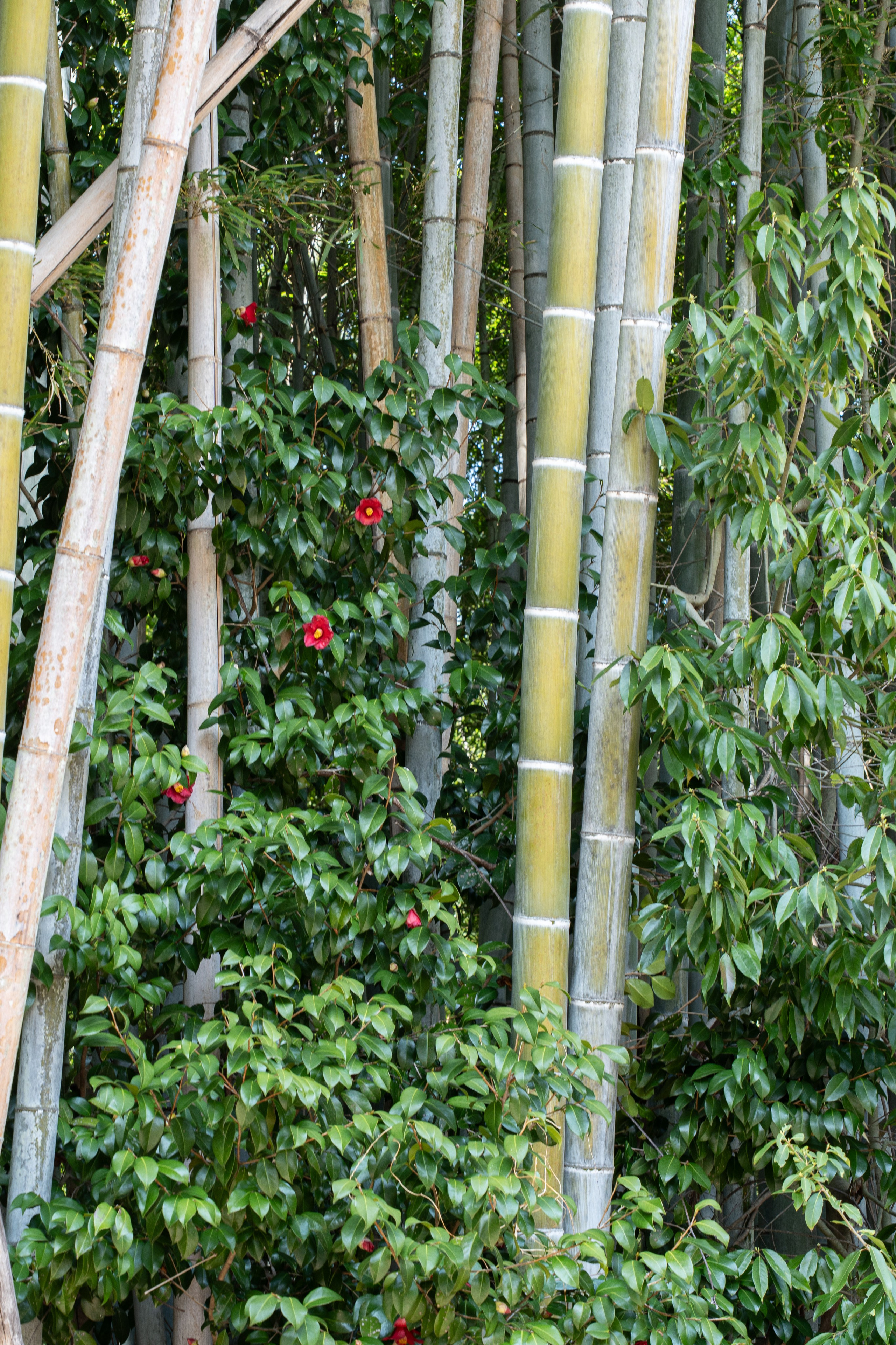 Япония, сакура. Творческие сьемки