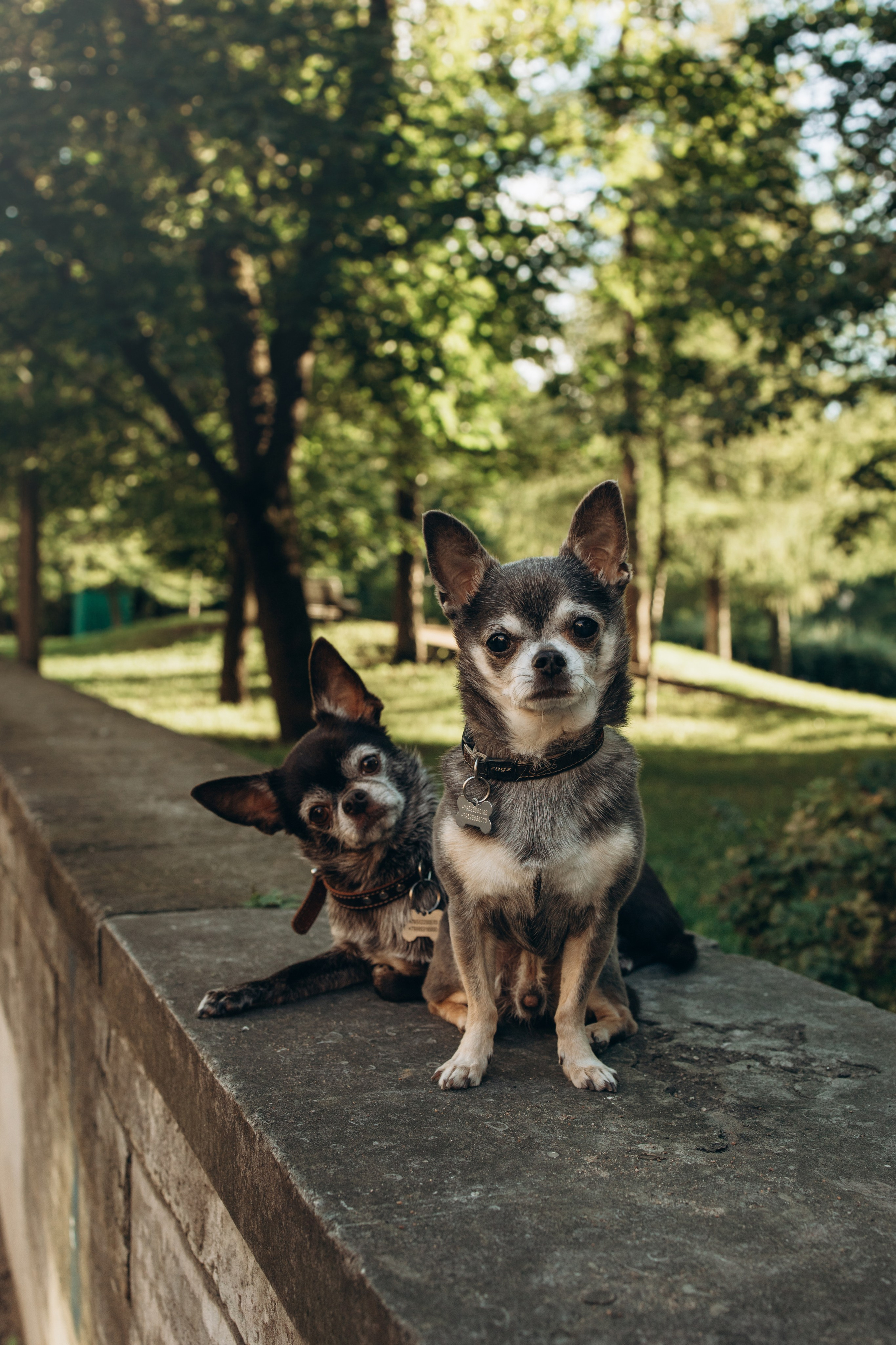 Даша и ее мальчики. Фотограф — Анималист | Санкт-Петербург