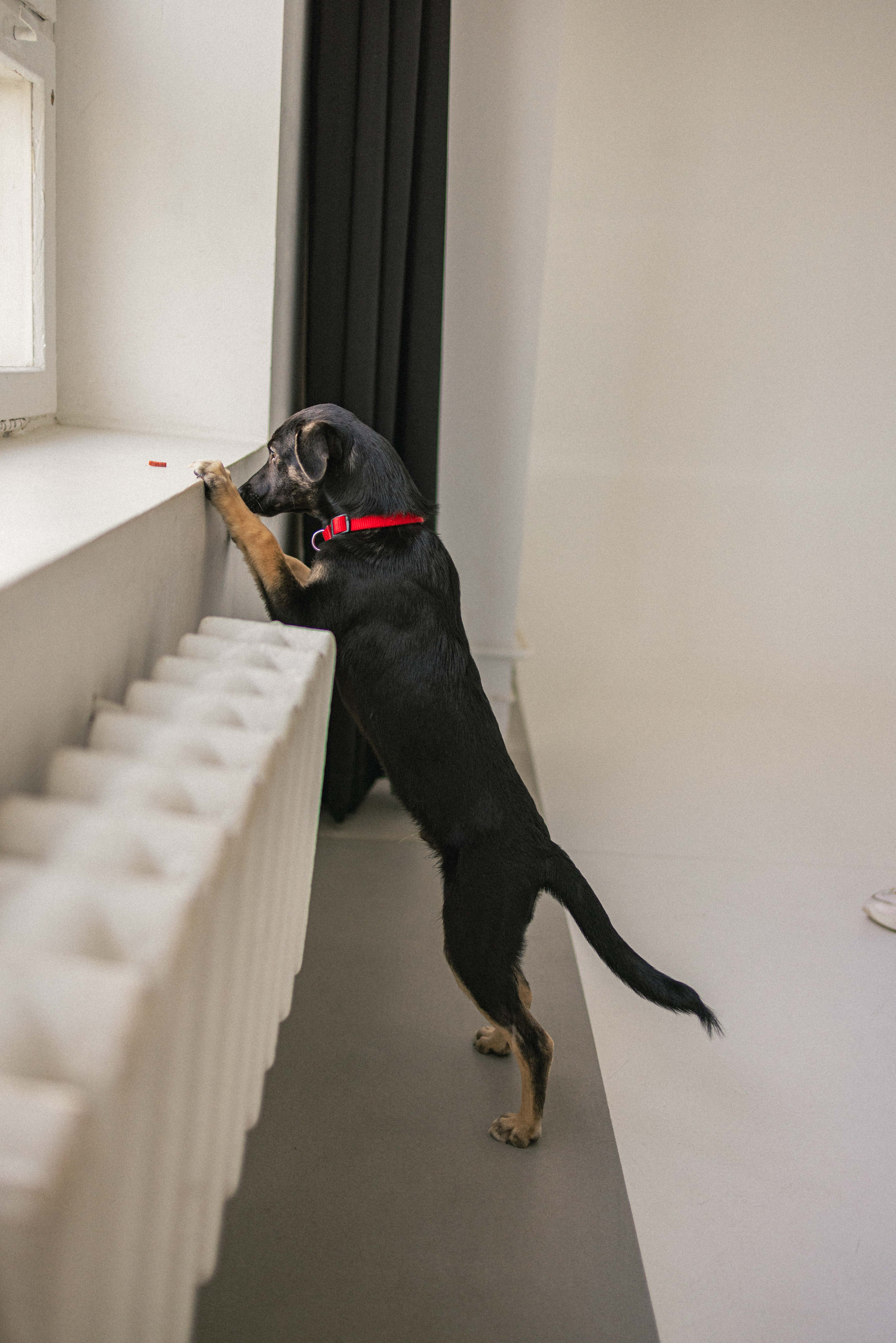 Крис и Тэдди. Фотограф-анималист в Москве Лера Черноног