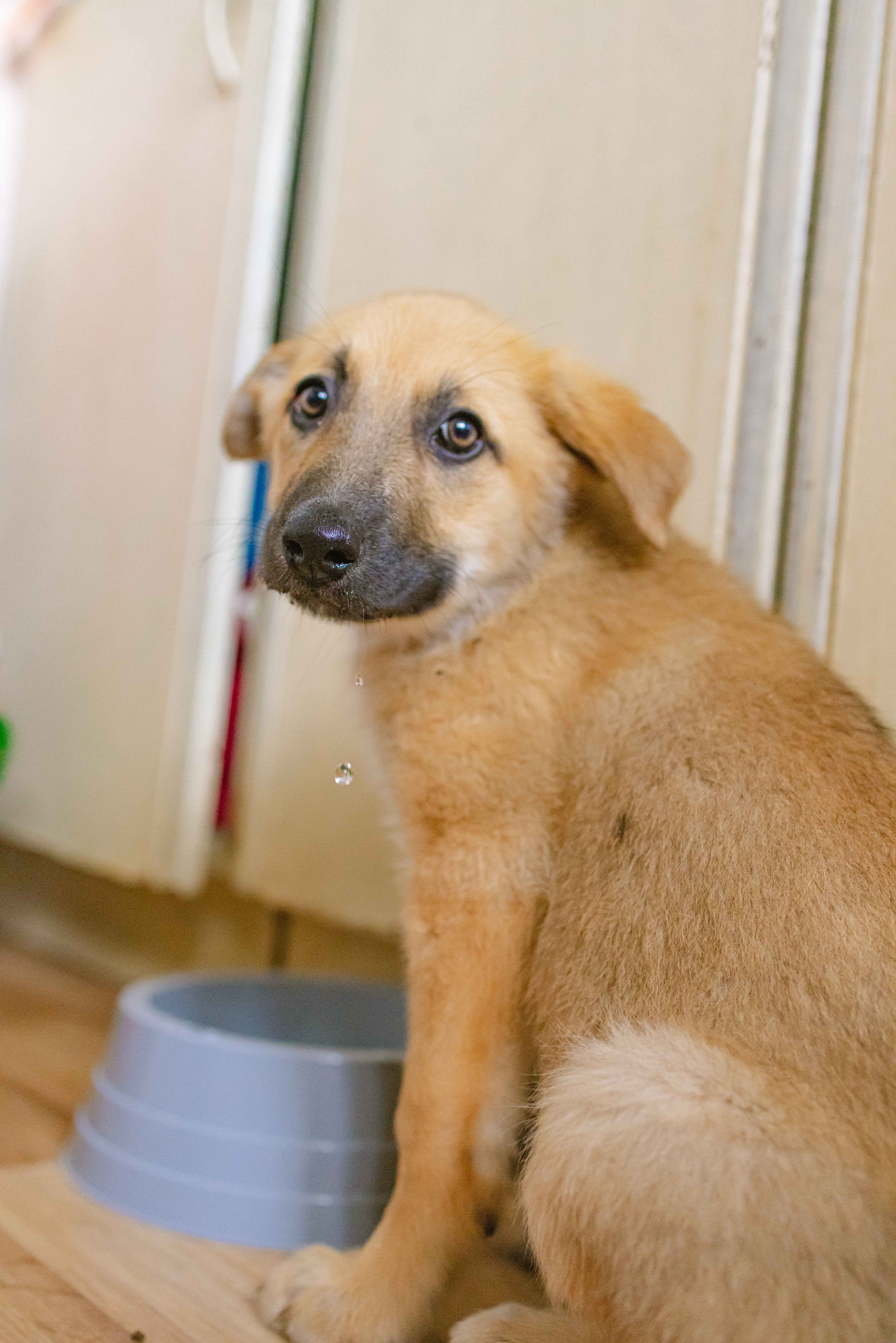 Щеночки на кухне. Фотограф-анималист в Москве Лера Черноног