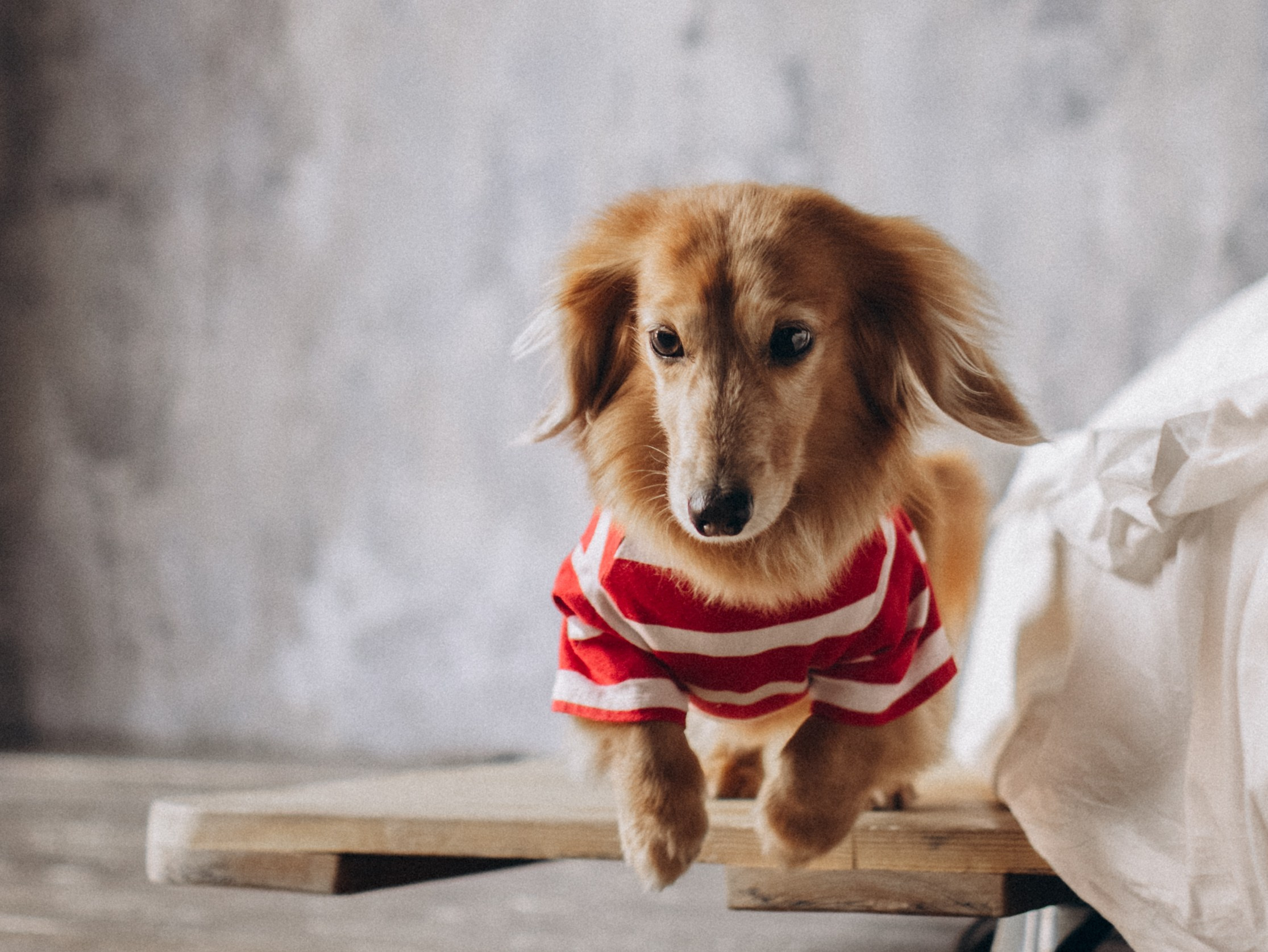 Лимон и Аня. Фотограф-анималист в Москве Кириллова Татьяна