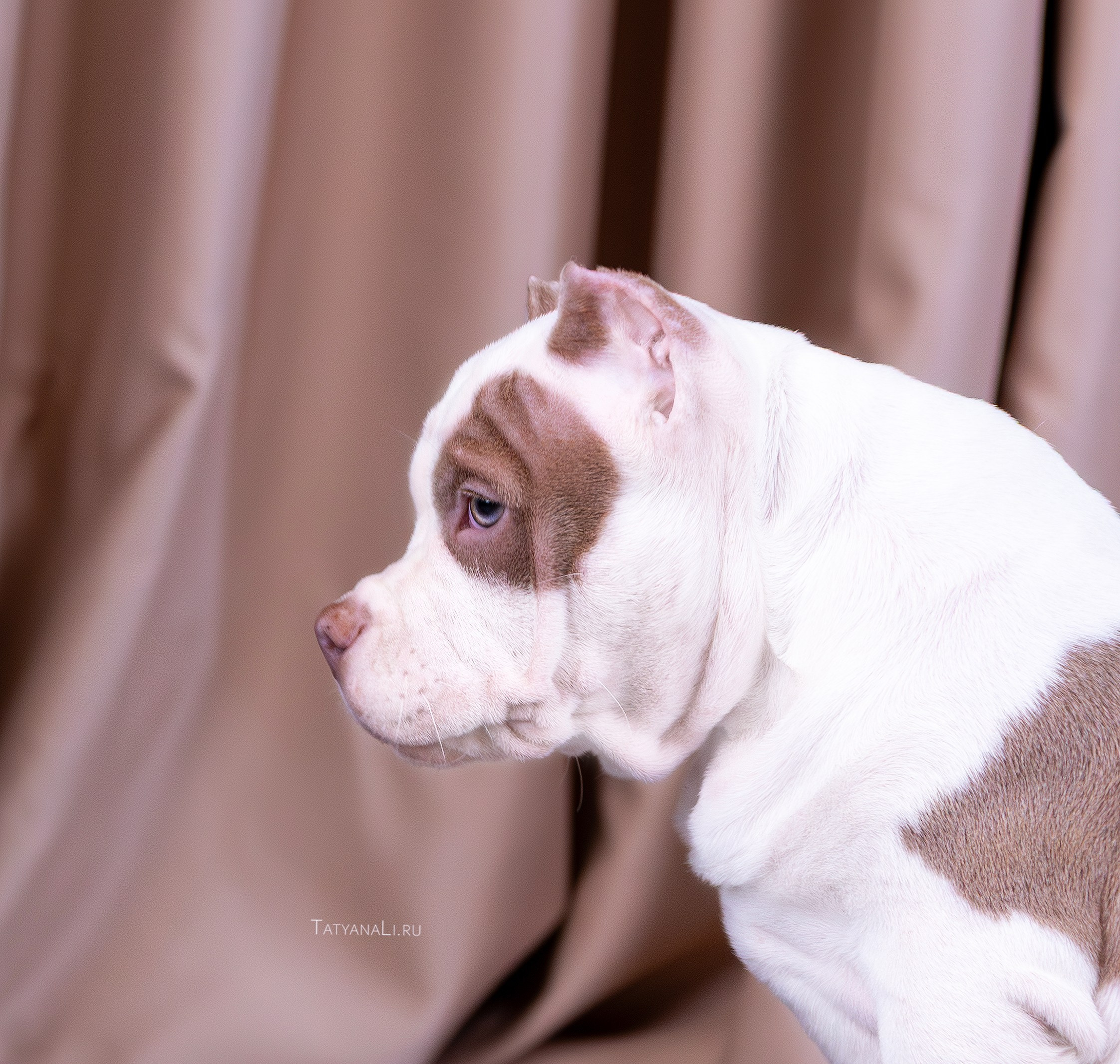 Американский булли. Фотограф — анималист Татьяна Ли