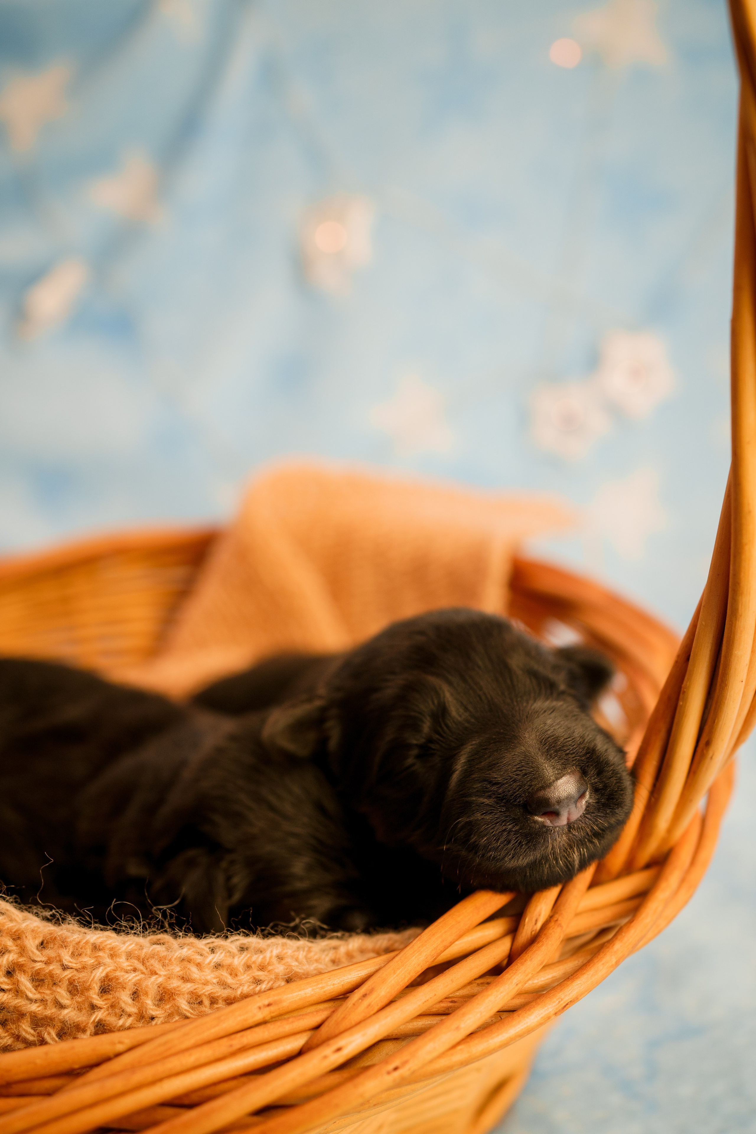 Новорожденные немецкие овчарки. Фотограф-анималист Анастасия Большакова