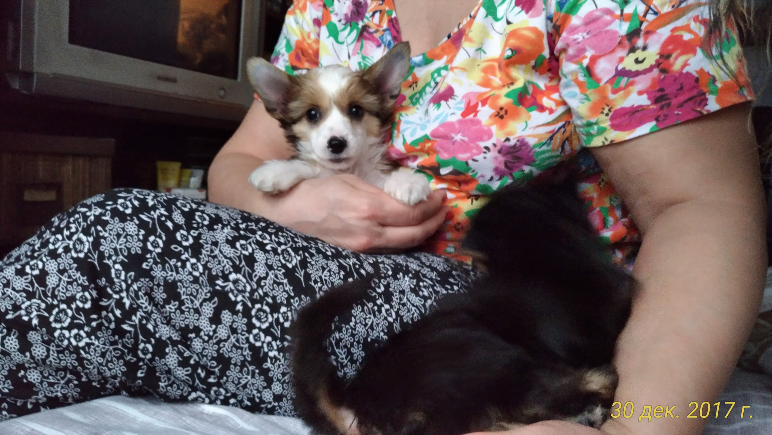 Litter B. Chinese Crested Dog Kennel Poale Ell