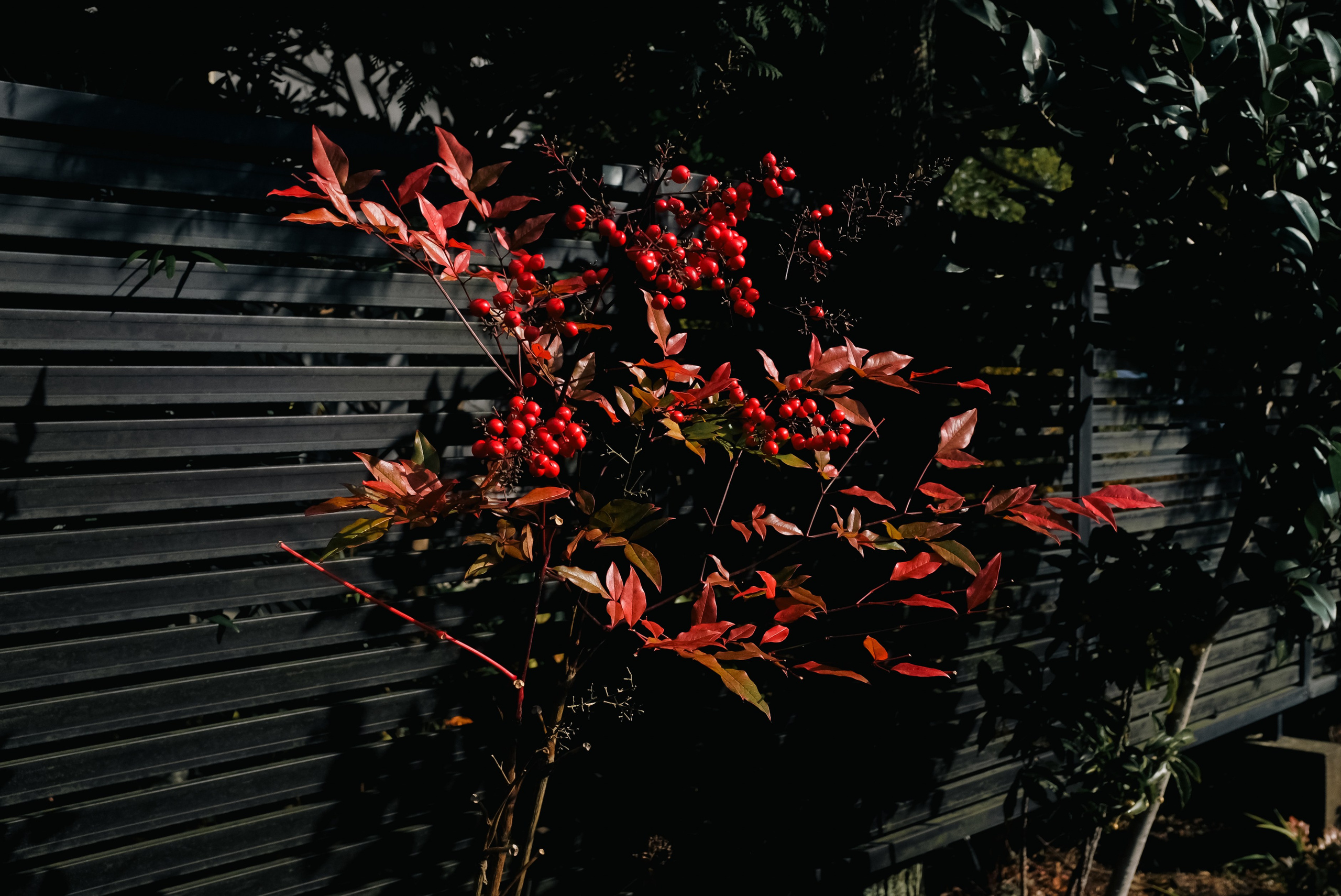 Nature. Regina Platonova