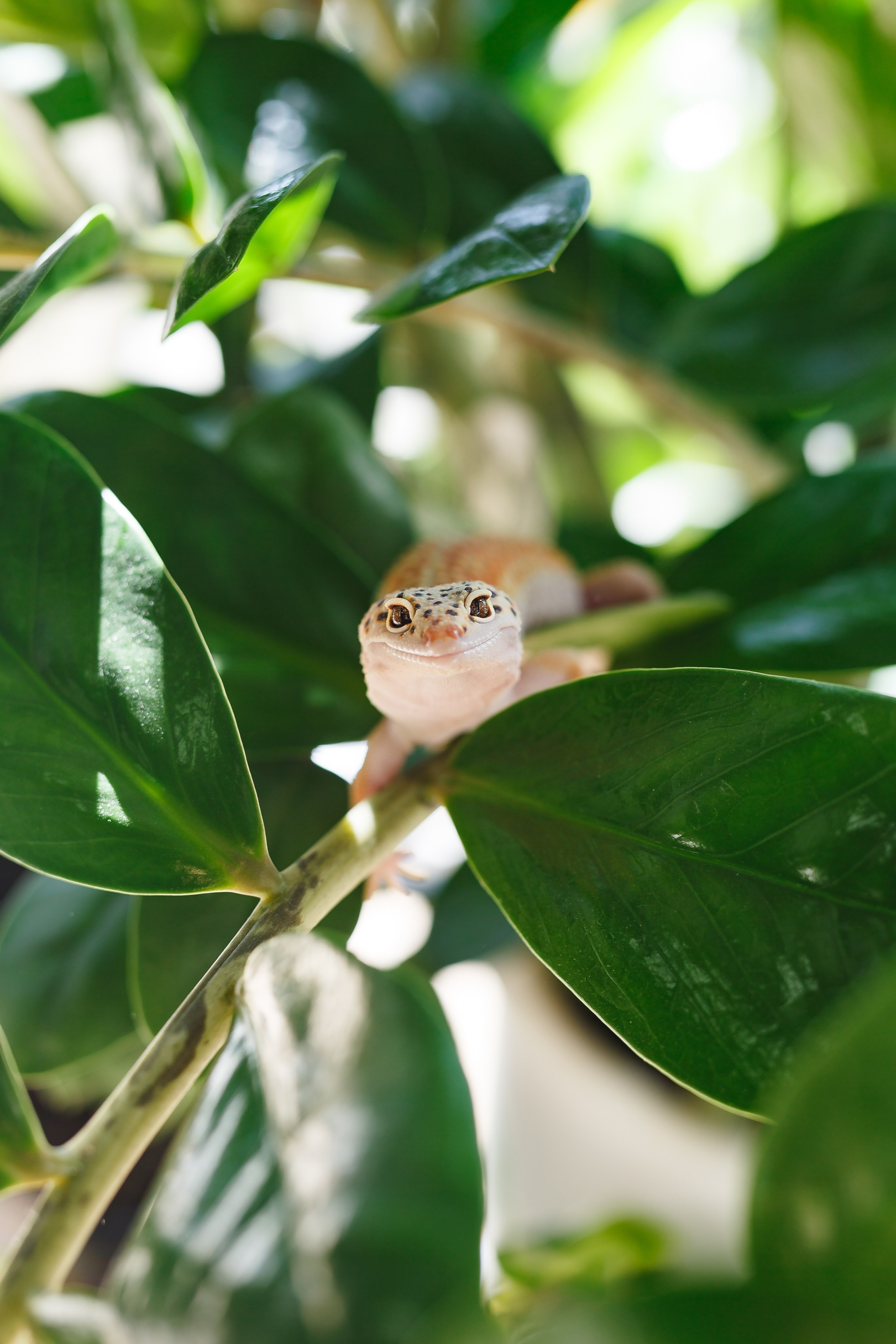 Собаки, кошки и др. животные. Семейный фотограф в Екатеринбурге