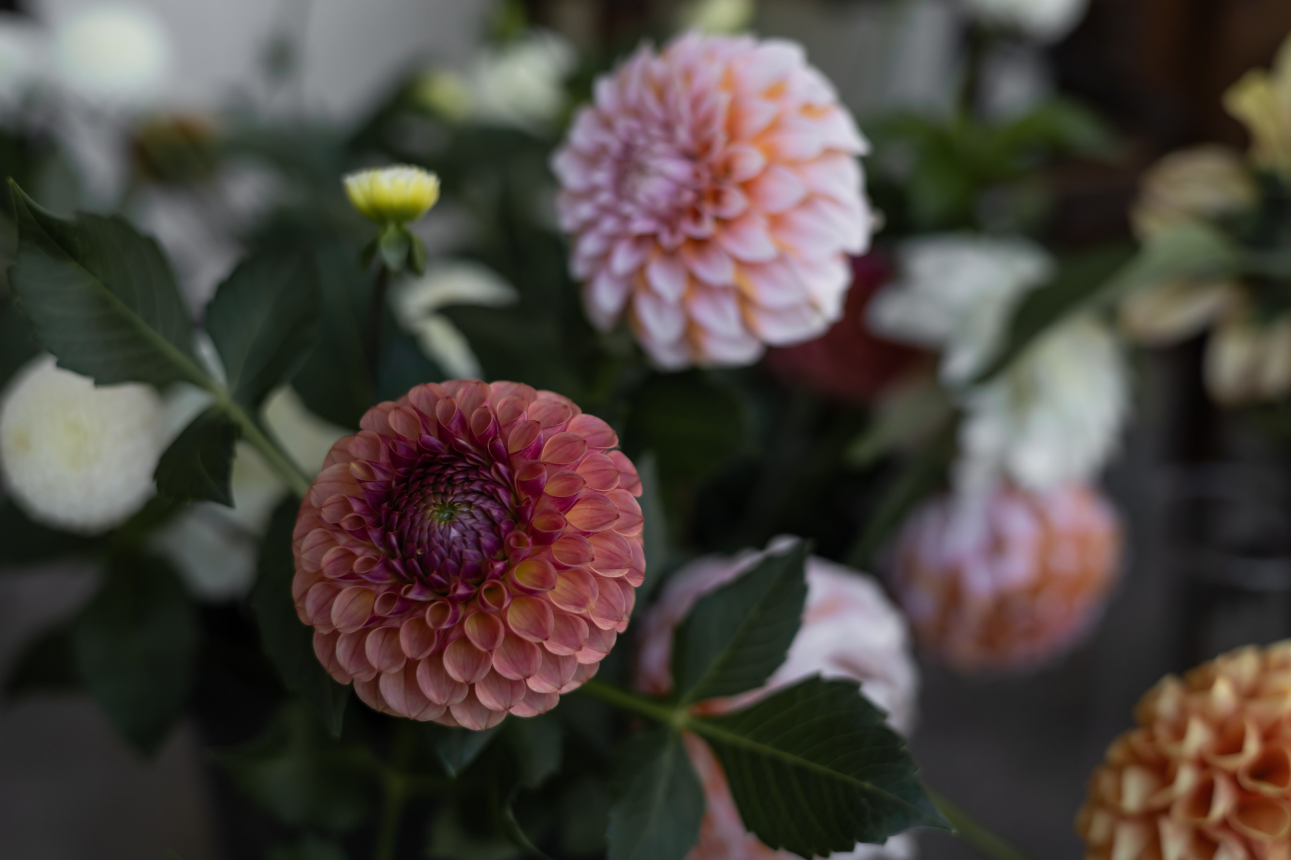 ДИНИЯ. Фотограф Элла Ефимова