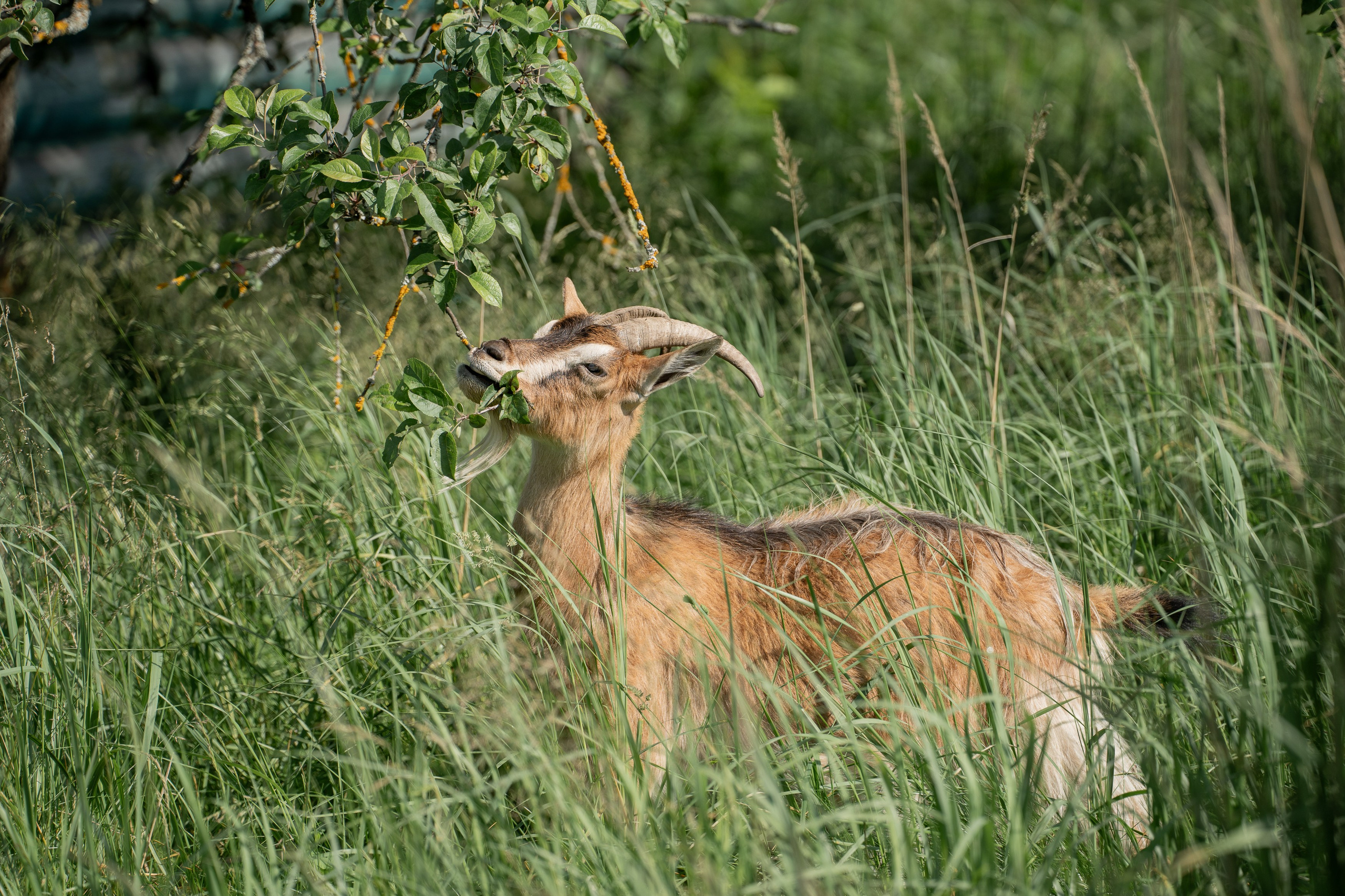 Анимализм. Портретный фотограф Олеся Владимирова в Москве