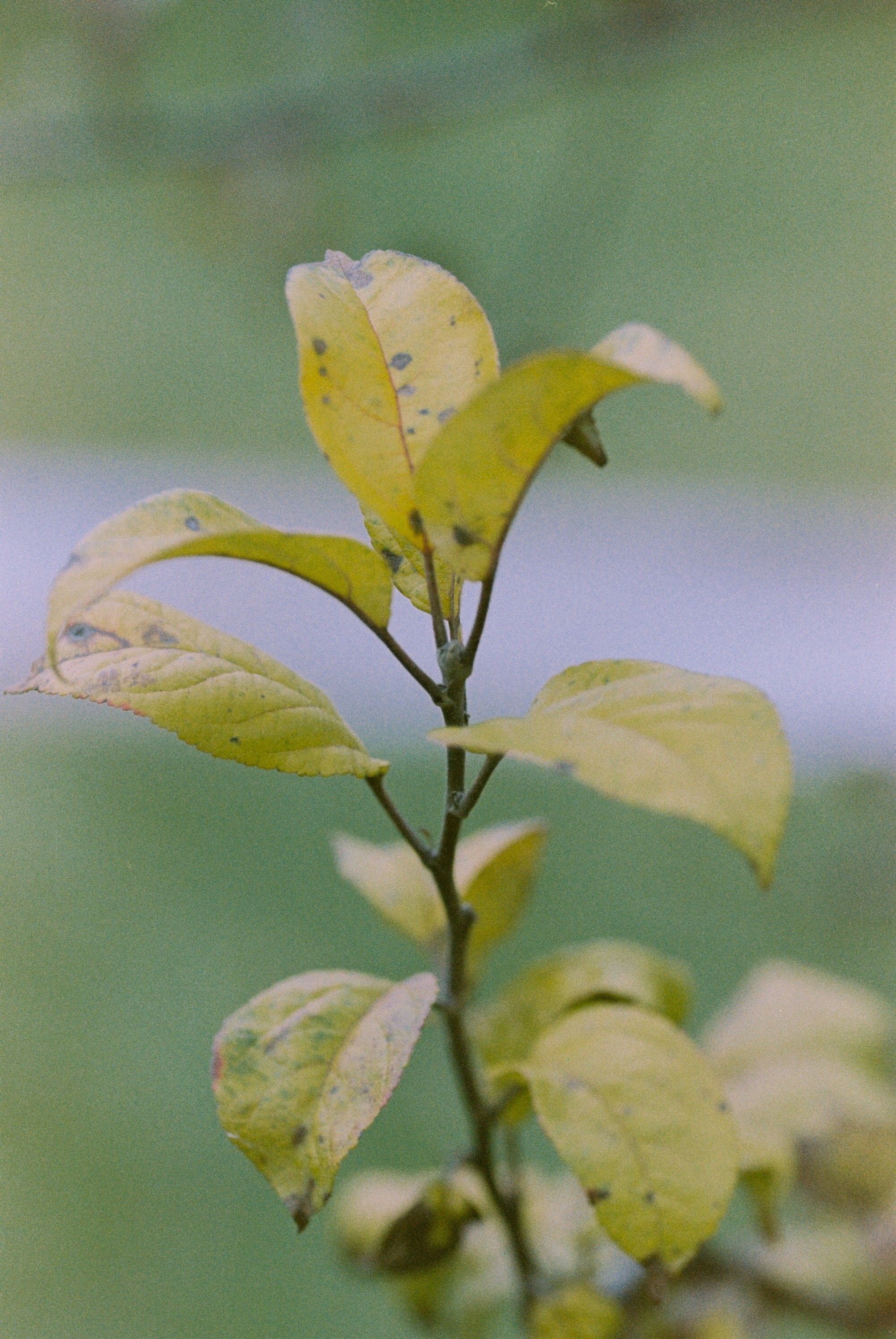Осень на просроченную Kodak Color Plus 200 и Contax N1 с макро-объекти