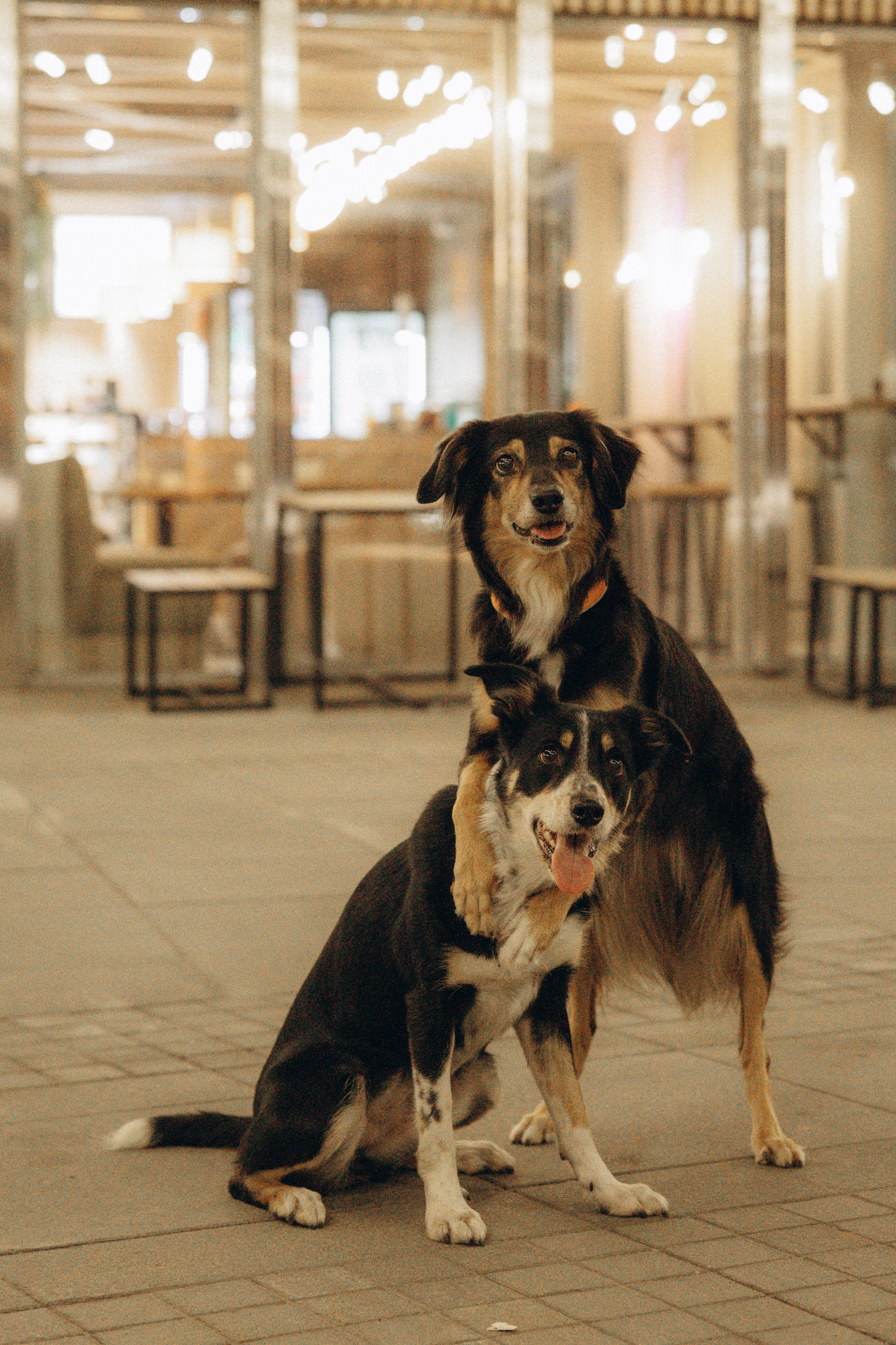 Алла и ее компания. Фотограф анималист в Казани Алина Сулейманова. Фотограф животных