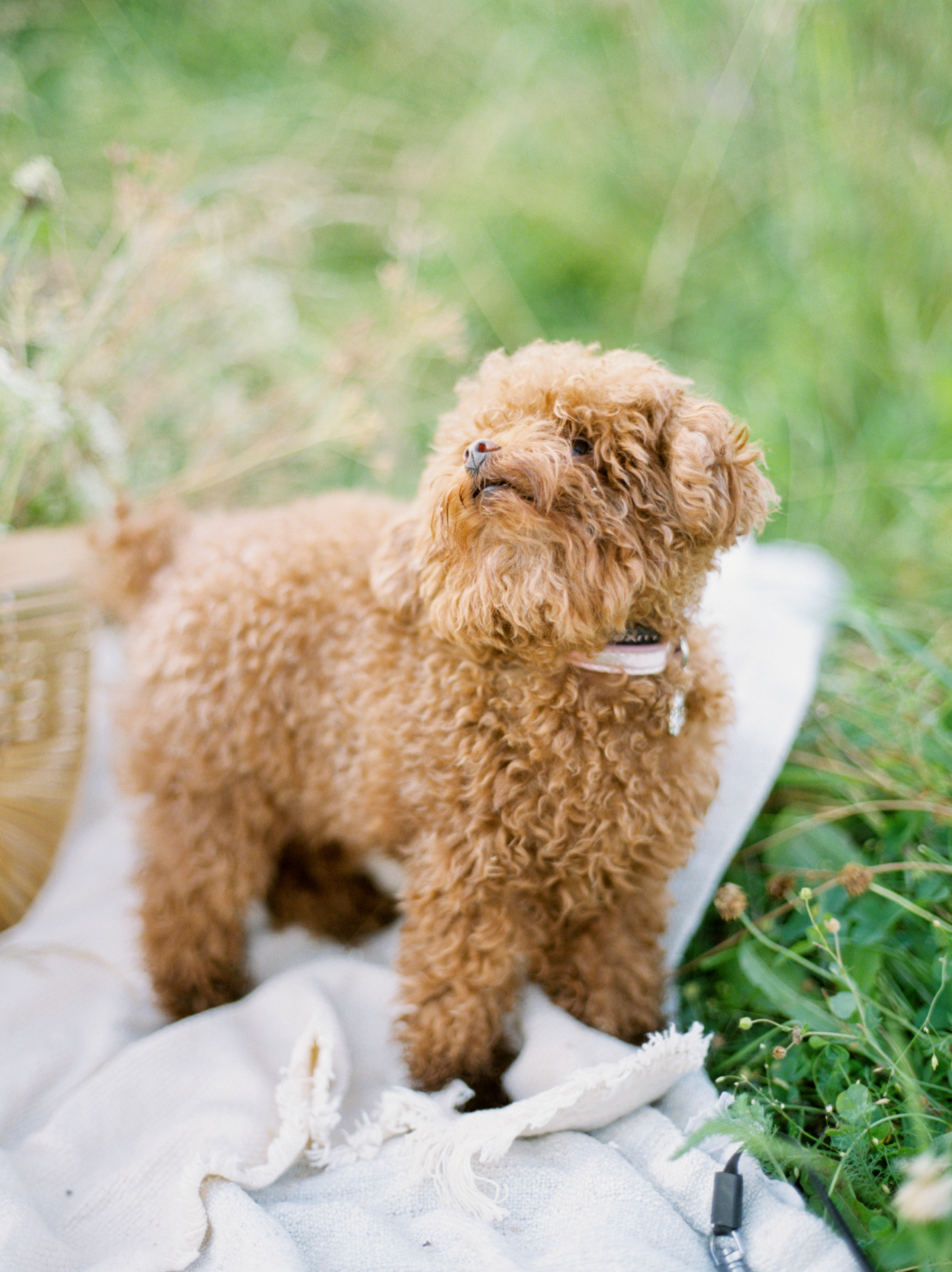 Love stories. Свадебный и семейный фотограф в Москве