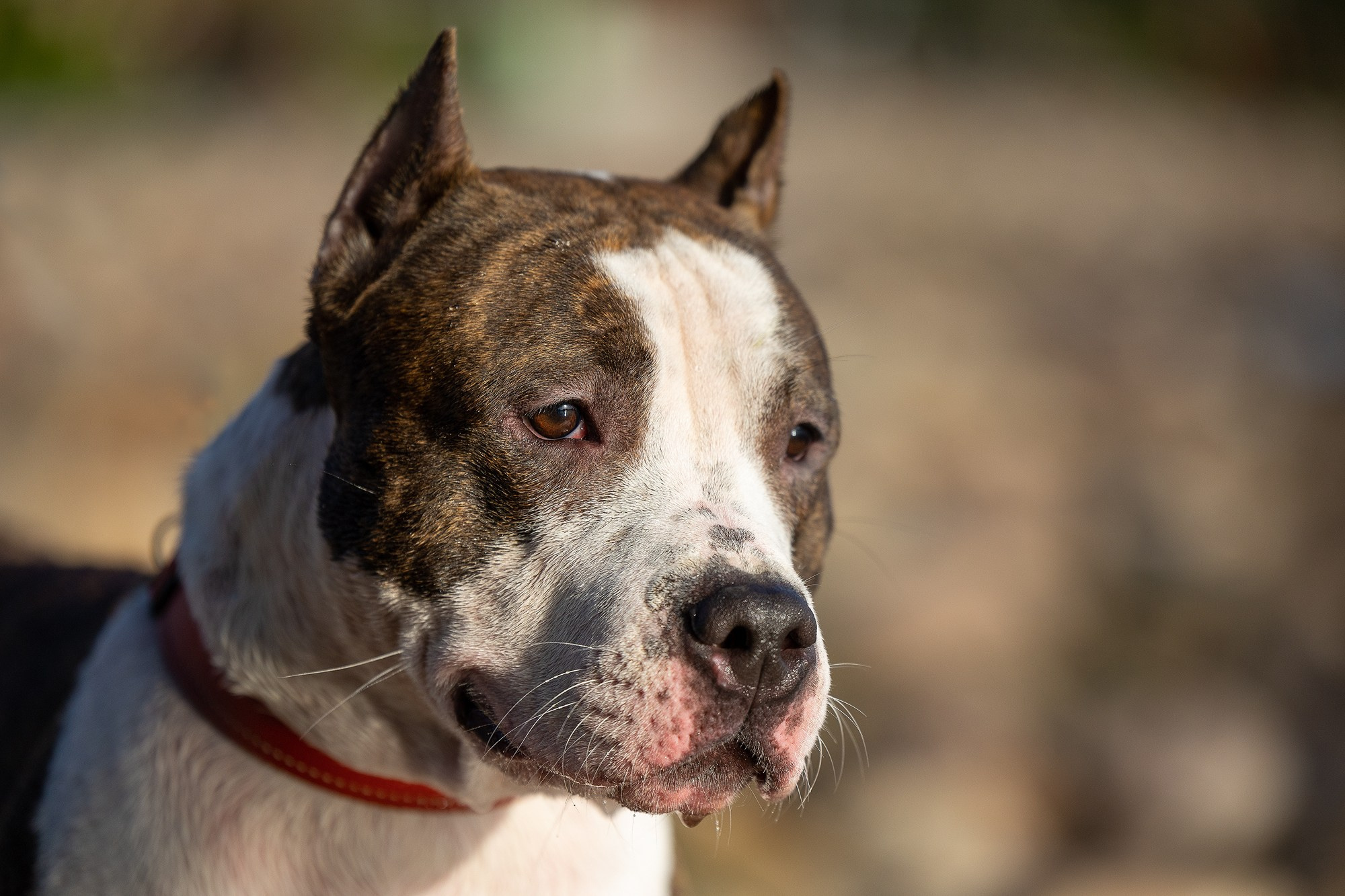 Амстафф Честер и его семья. Фотограф-анималист Natalia Deingel | Фотосъемка собак в Москве