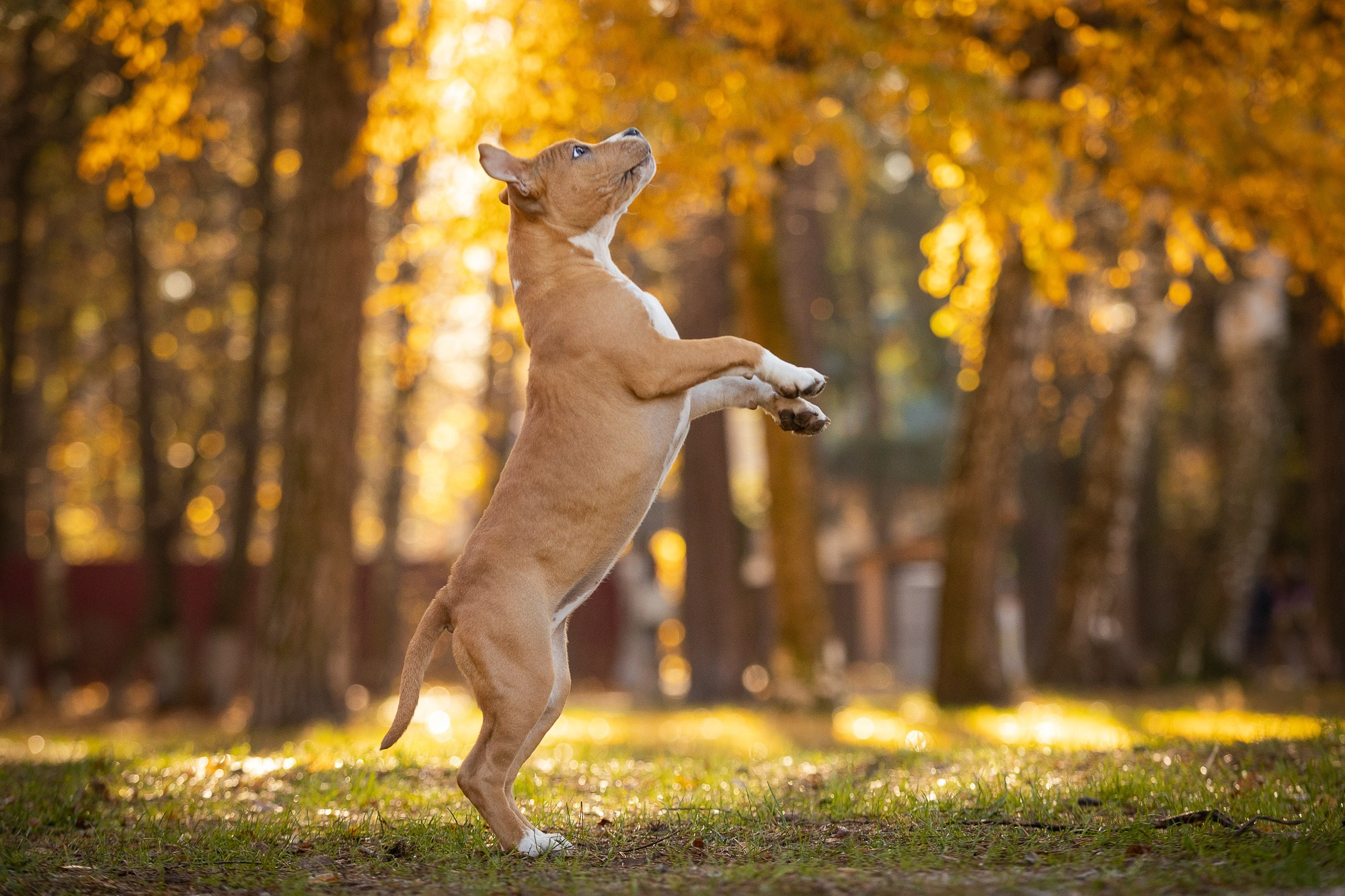 Фотосъёмки щенков. Фотограф-анималист Natalia Deingel | Фотосъемка собак в Москве
