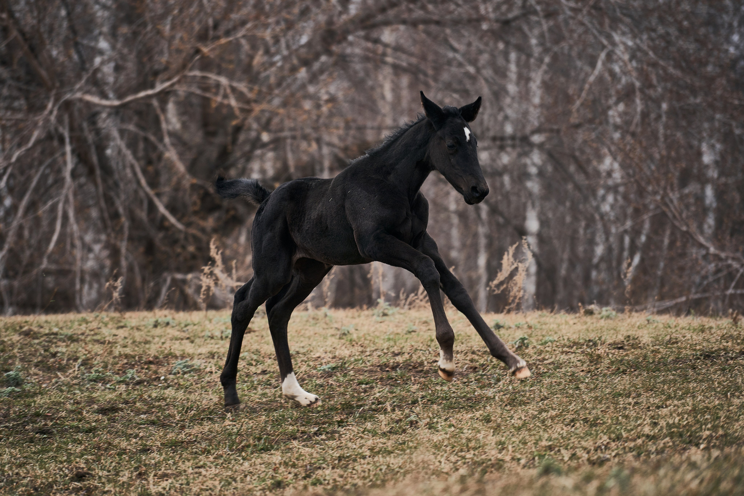 Деспина Хит, спортивная помесь, КСОЦ «Свобода». Фотосессии с лошадьми в Москве, Новосибирске