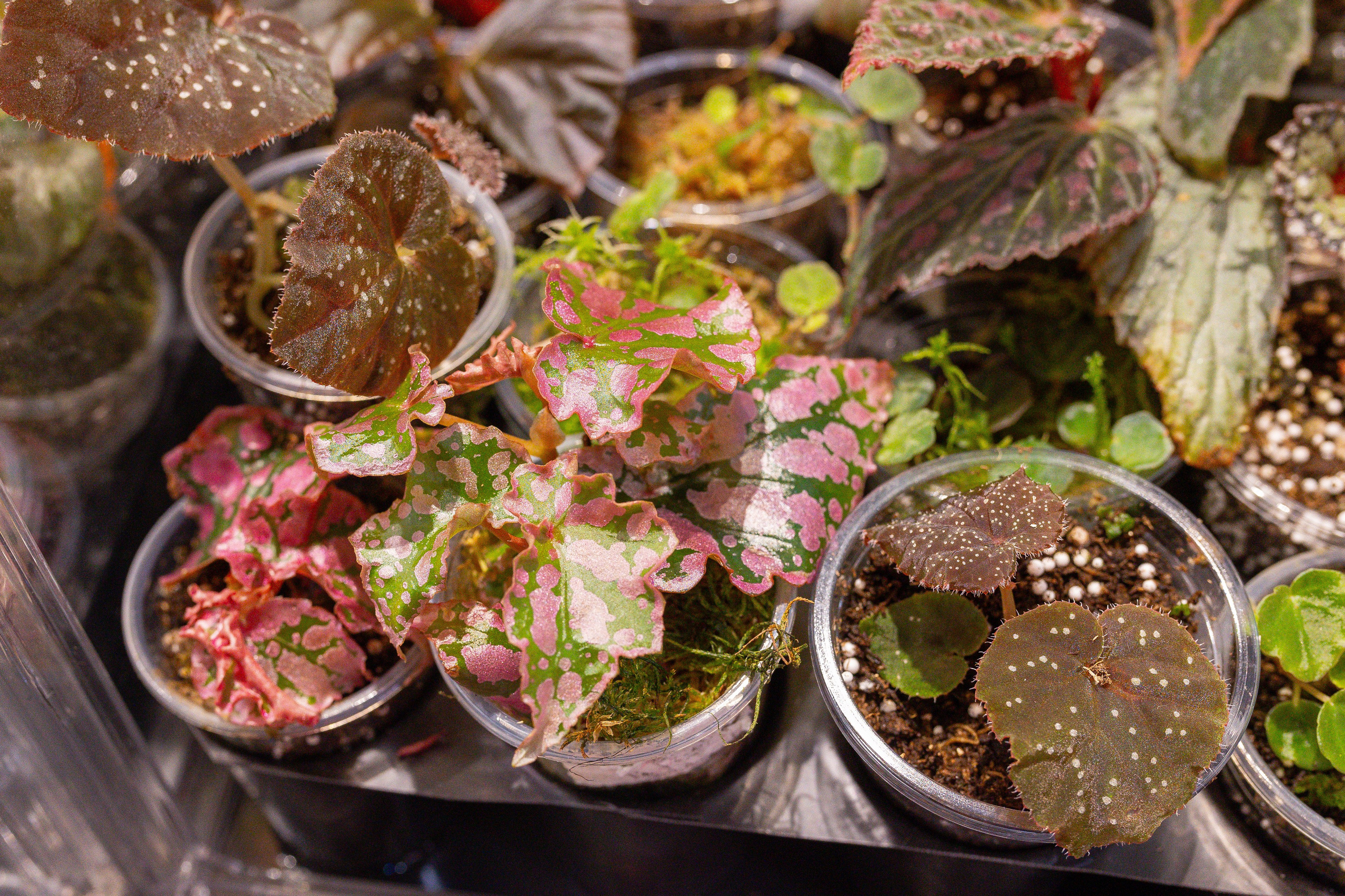 Ярмарка Green Rare 20.09.25. Александра Куликова фотограф, Москва