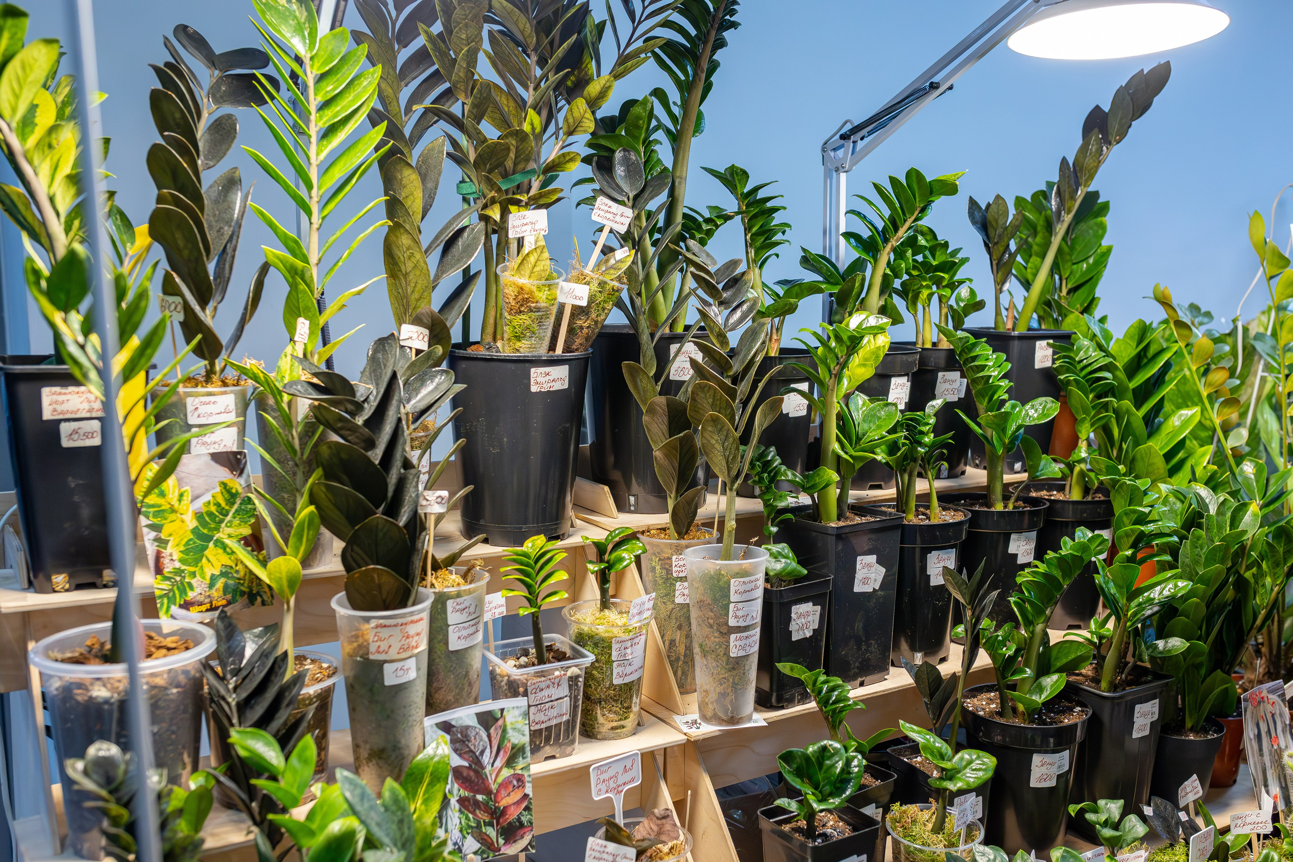 Монстериум апрель 2026. Александра Куликова фотограф, Москва