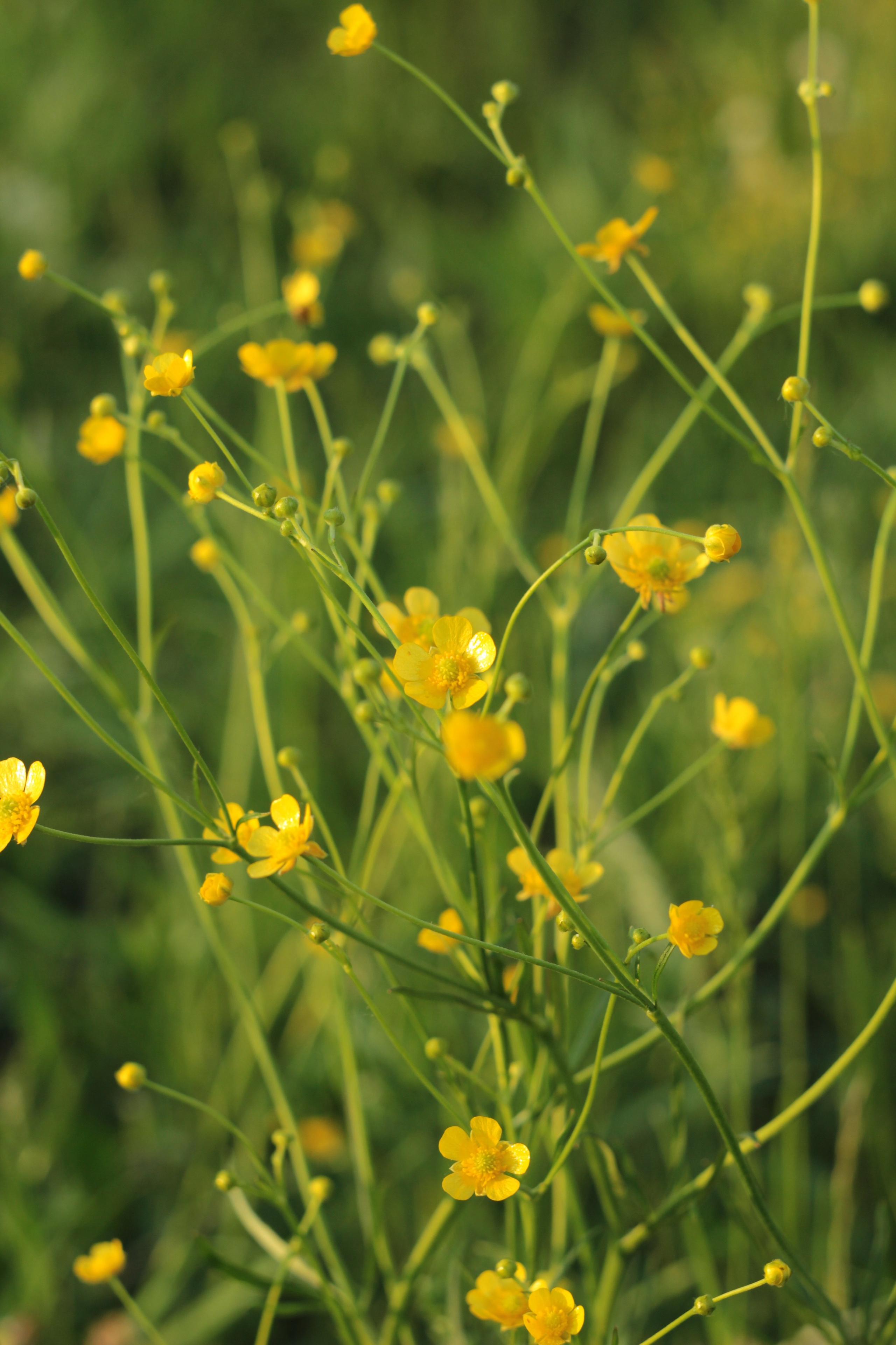 Вне студии. Фотограф Светлана Заплатина