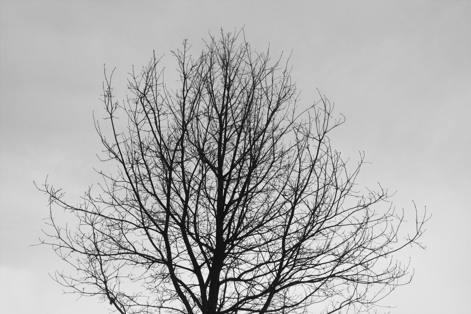 Деревья / Trees (2022-2025). Фотография Alexander Palkin