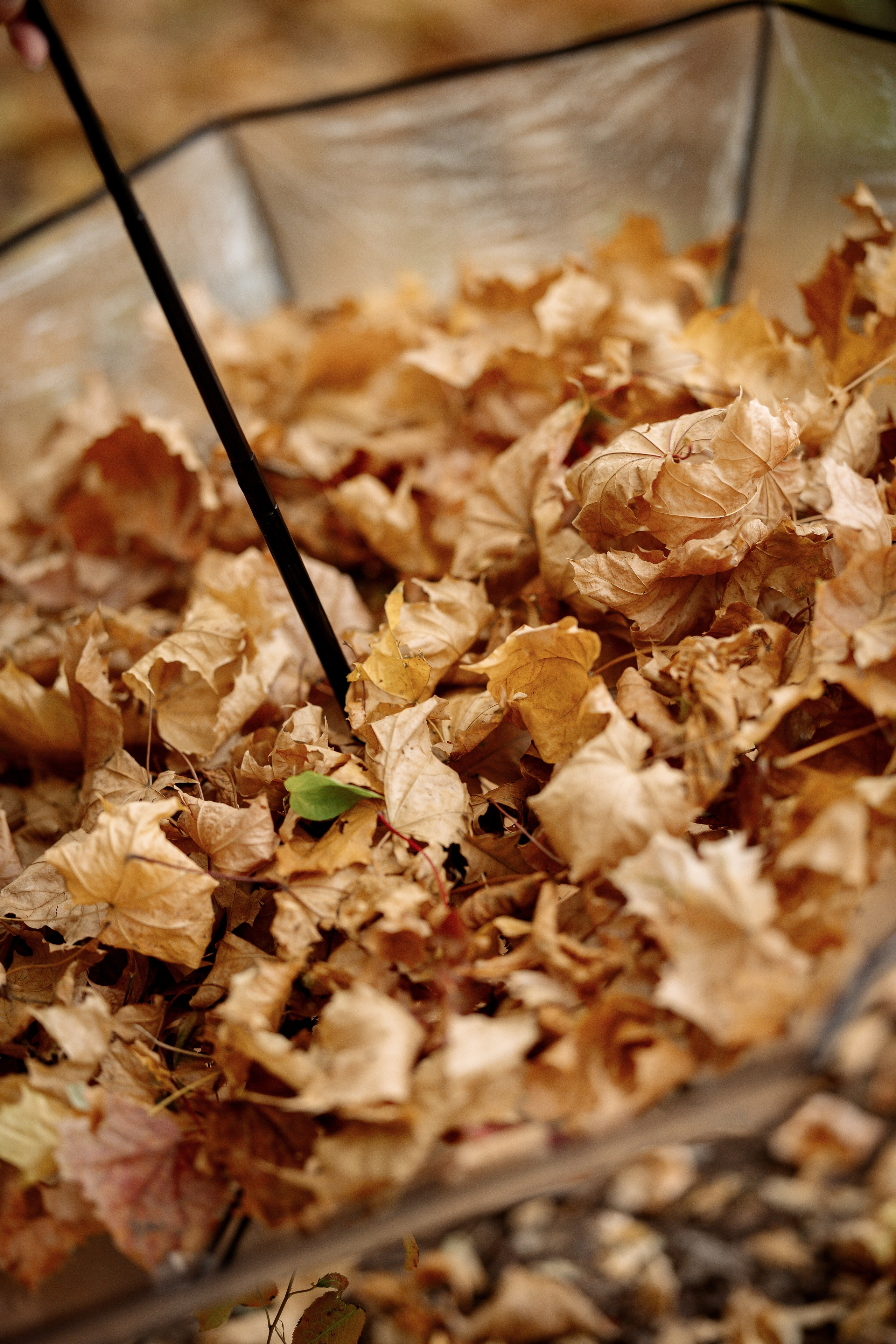 Семейная фотосессия в парке. Фотограф Липецк, Наташа Бурдачева