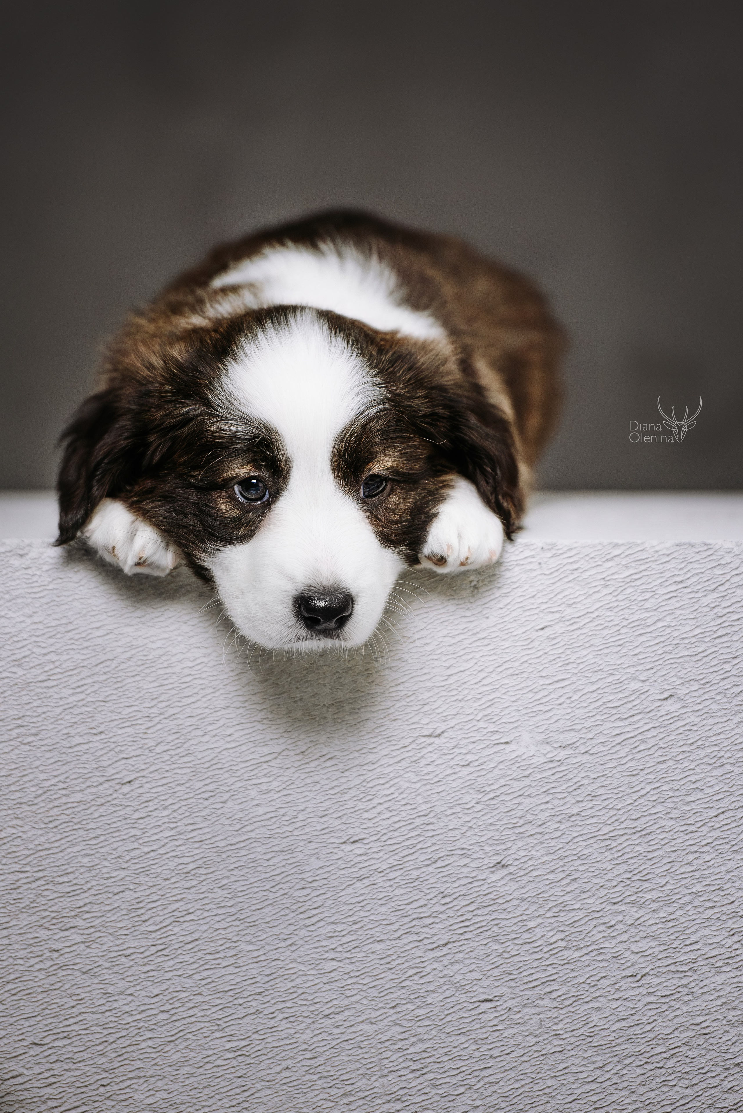 Помет Вельш Корги Кардиган. Фотограф Диана Оленина Красноярск / Братск