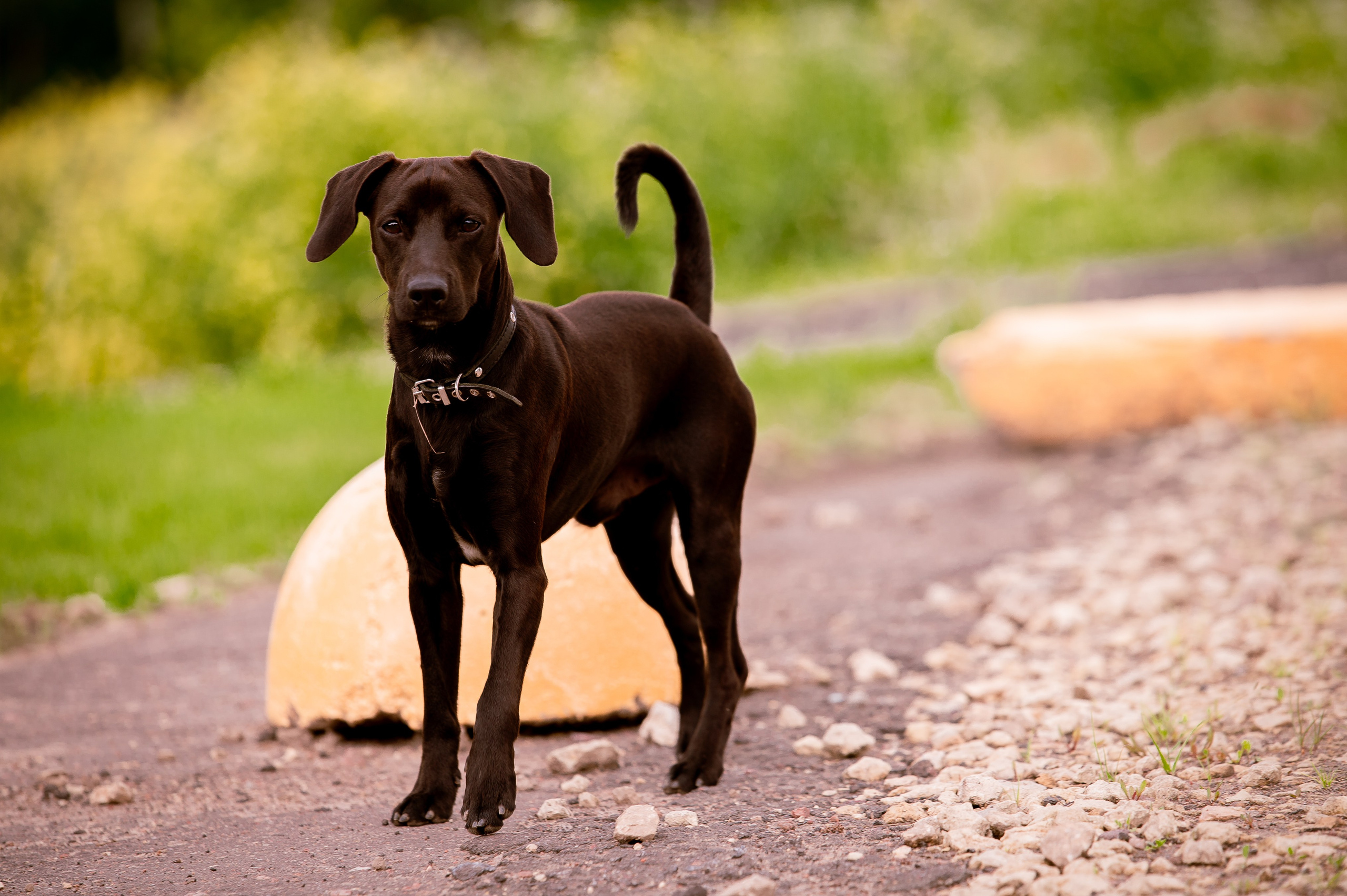 Собаки. Фотограф-анималист в Санкт-Петербурге Анастасия Иванова