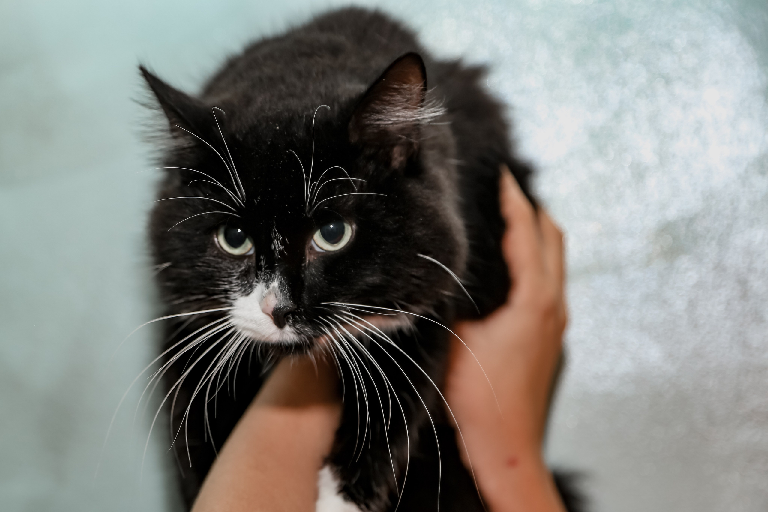 Приют Кошкин Дом Филимоша. Ваш фотограф в Оренбурге Рощупкина Екатерина