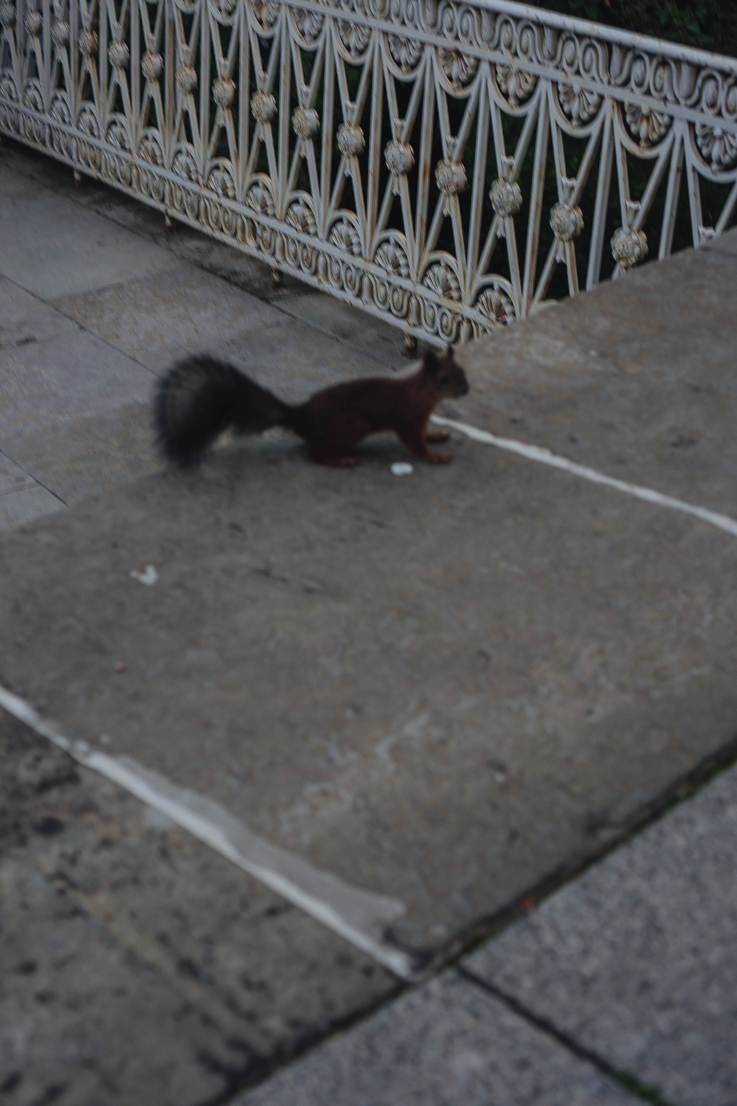 СВАДЕБНАЯ СЬЕМКА НА РАССВЕТЕ НА ЕЛАГИНОМ ОСТОРОВЕ. Профессиональный фотограф, Санкт-Петербург — Виктория Богомолова