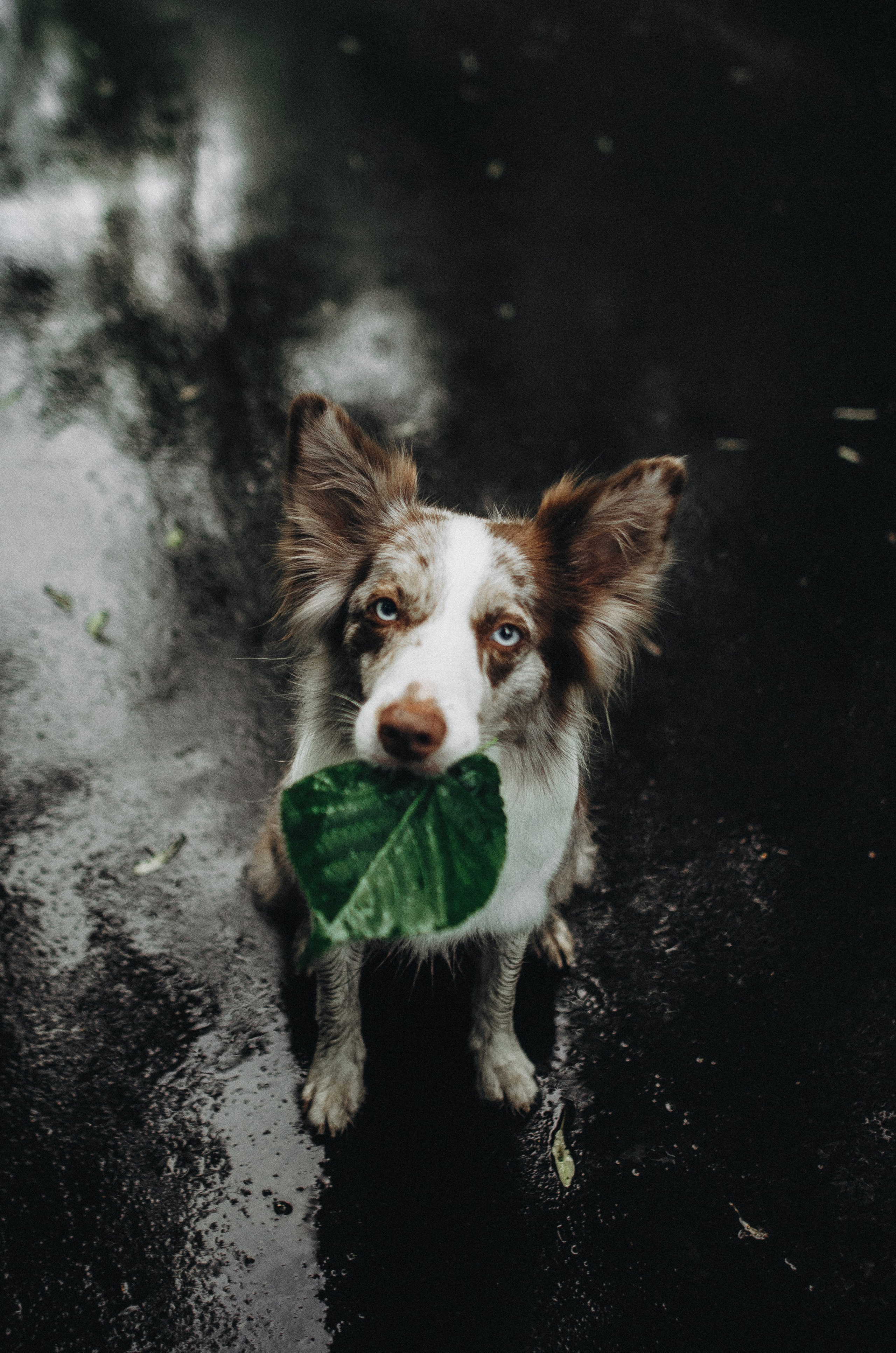 Алина и Бруна. Фотограф-анималист Богданова Полина