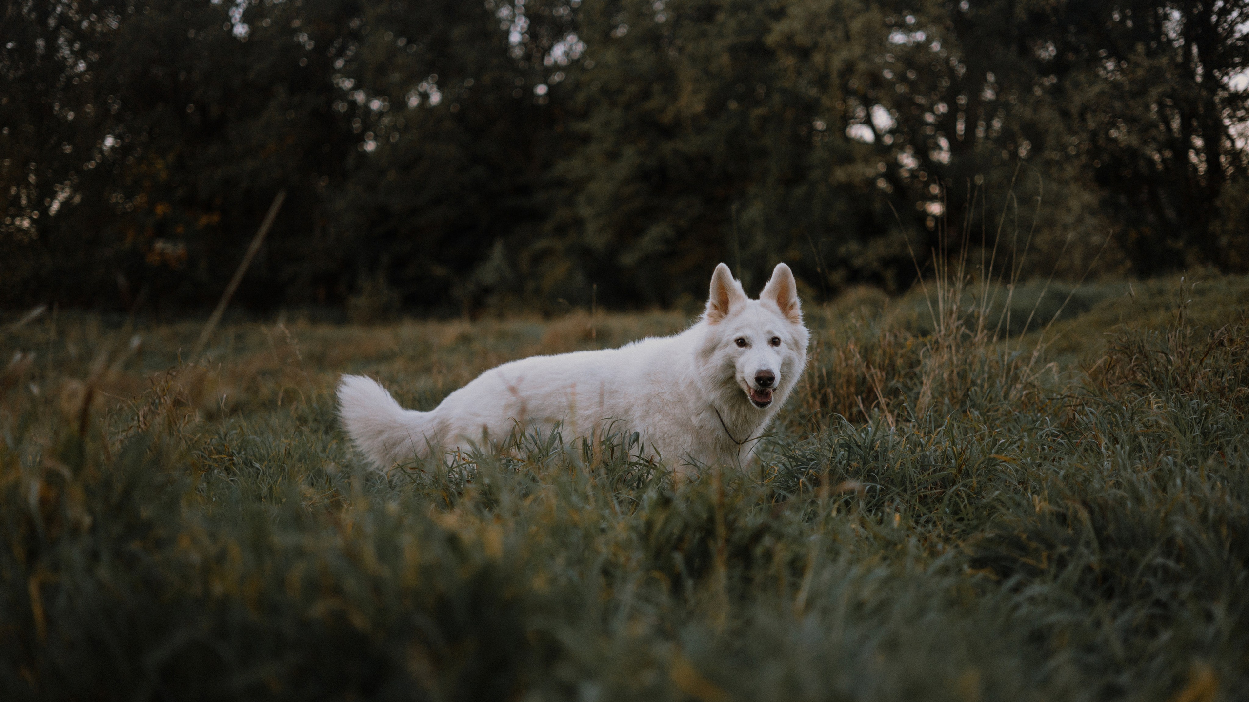 Вика и Уля. Фотограф-анималист Богданова Полина