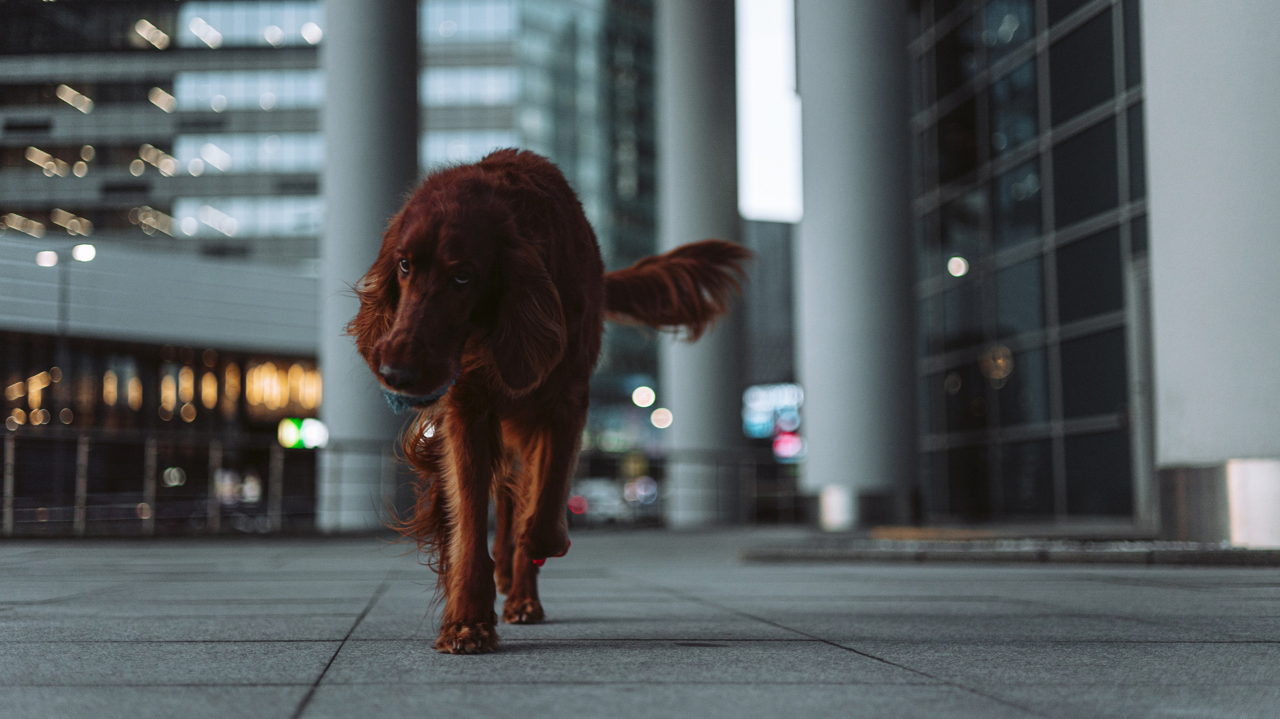 Маша и Лика. Фотограф-анималист Богданова Полина
