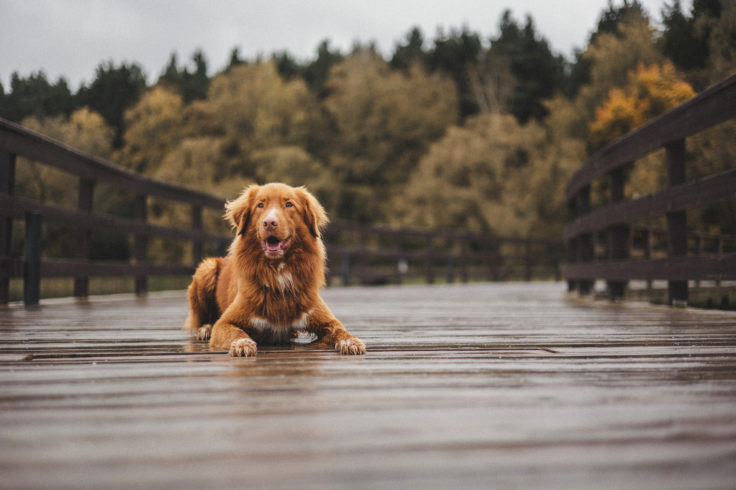Алина и Бис. Фотограф-анималист Богданова Полина