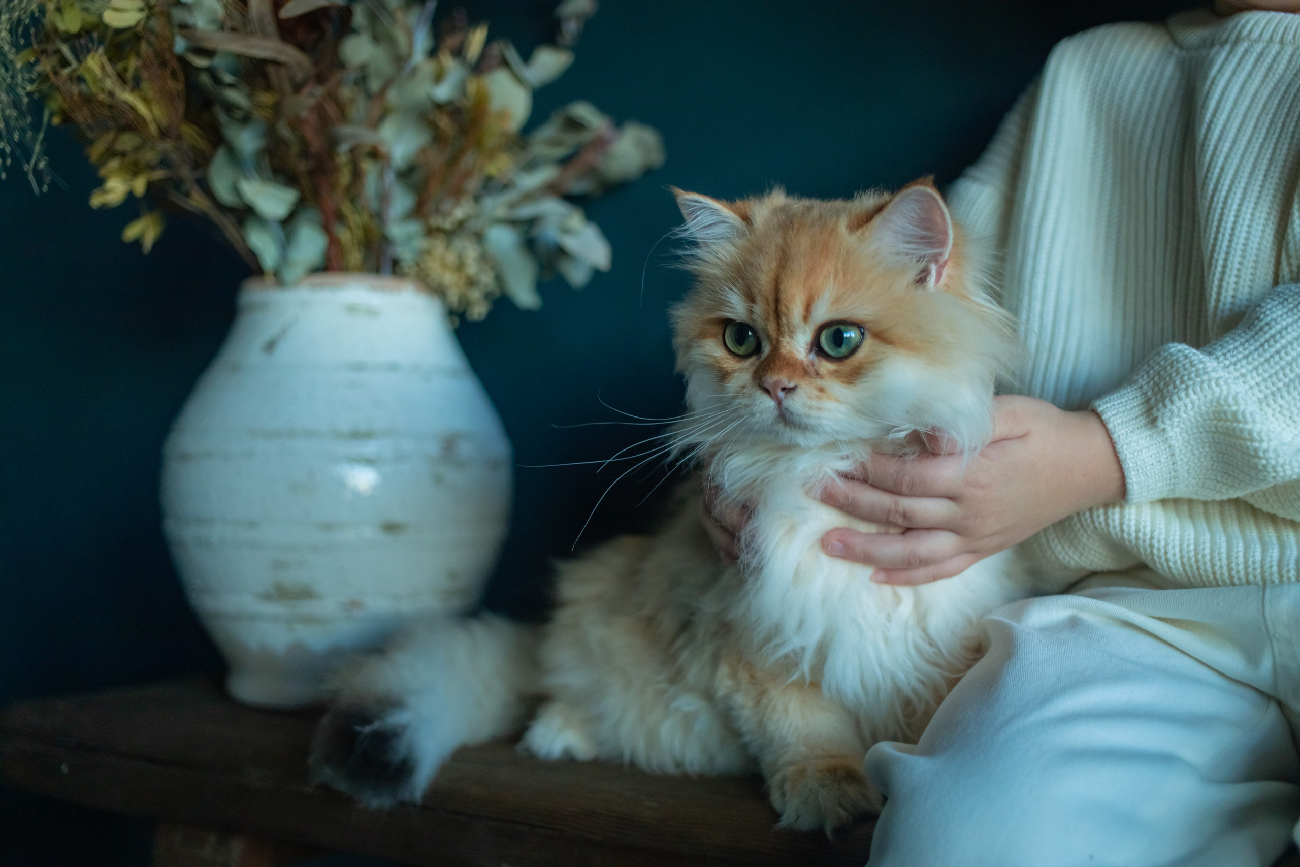 Детская фотосессия с котятками в студии в СПБ