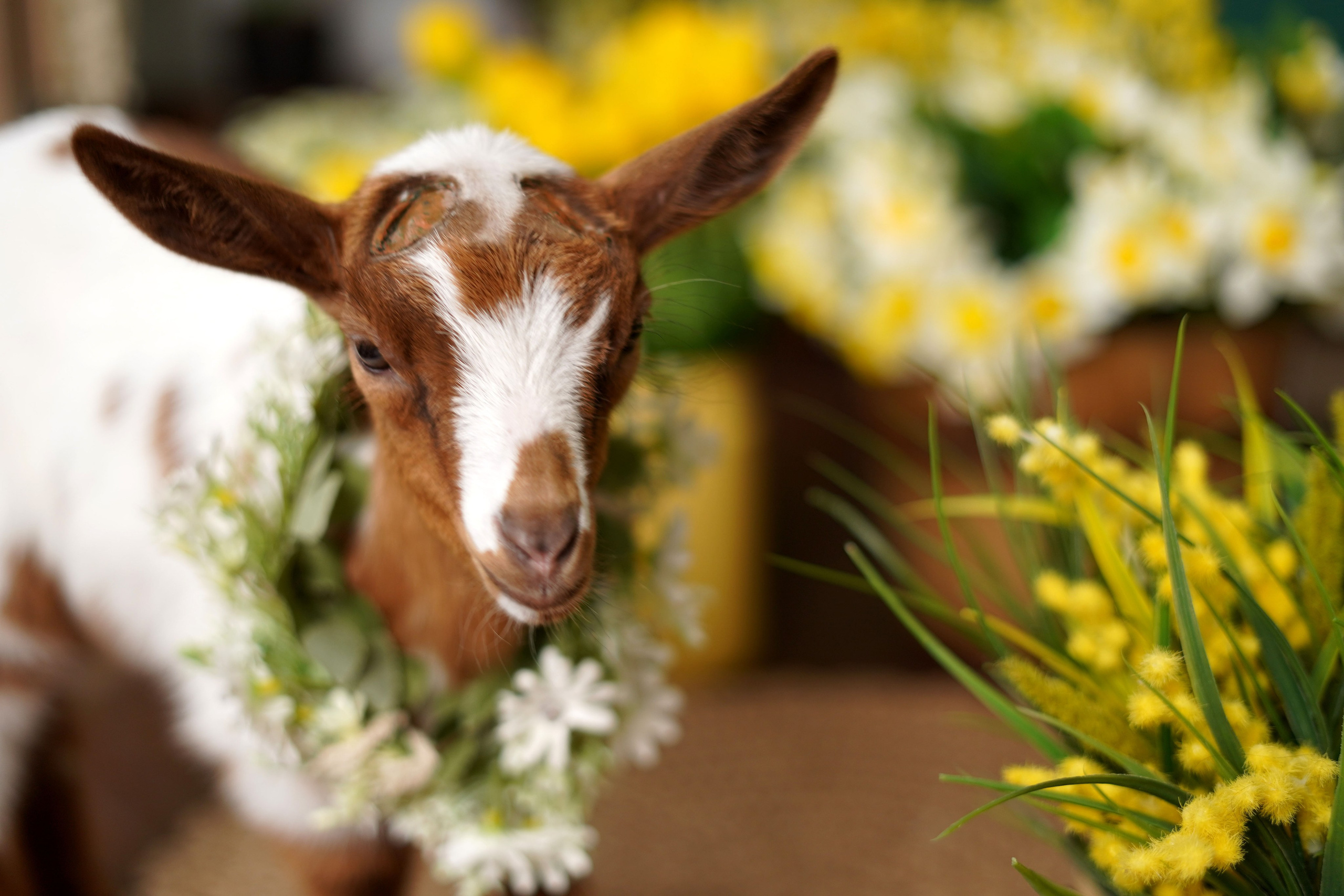 Фотостудия «Антураж» г. Краснодар