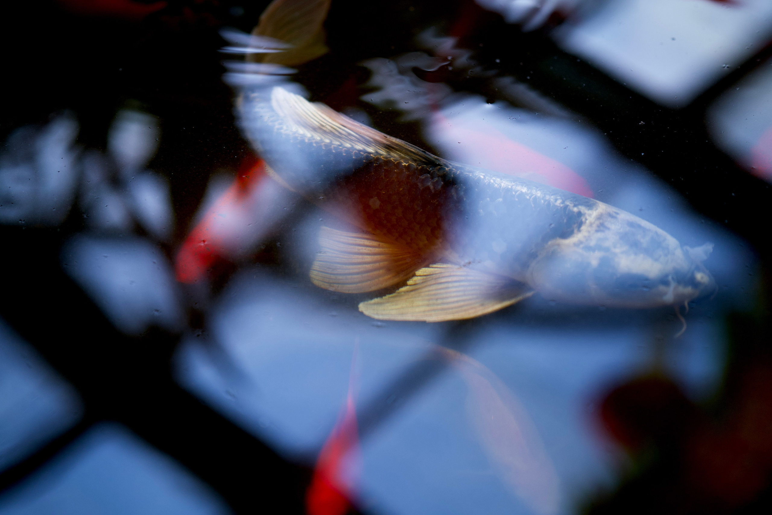 Аптекарский огород. Фотограф-любитель из Кирова Андрей Погребняк