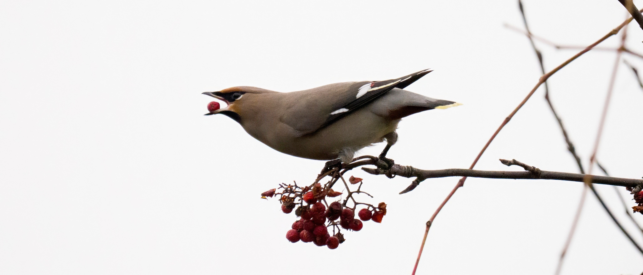 Animals — Животные