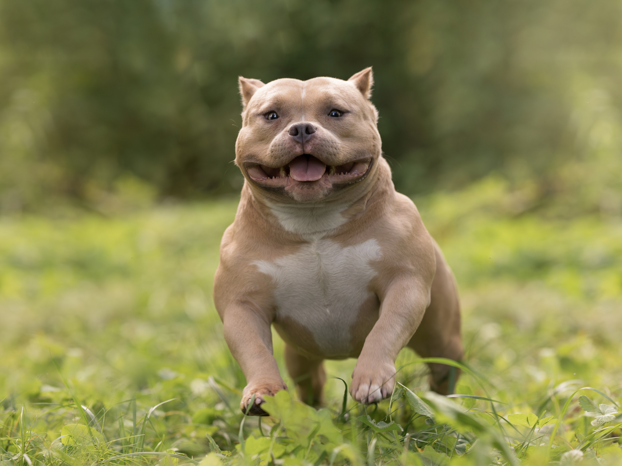 Американский булли