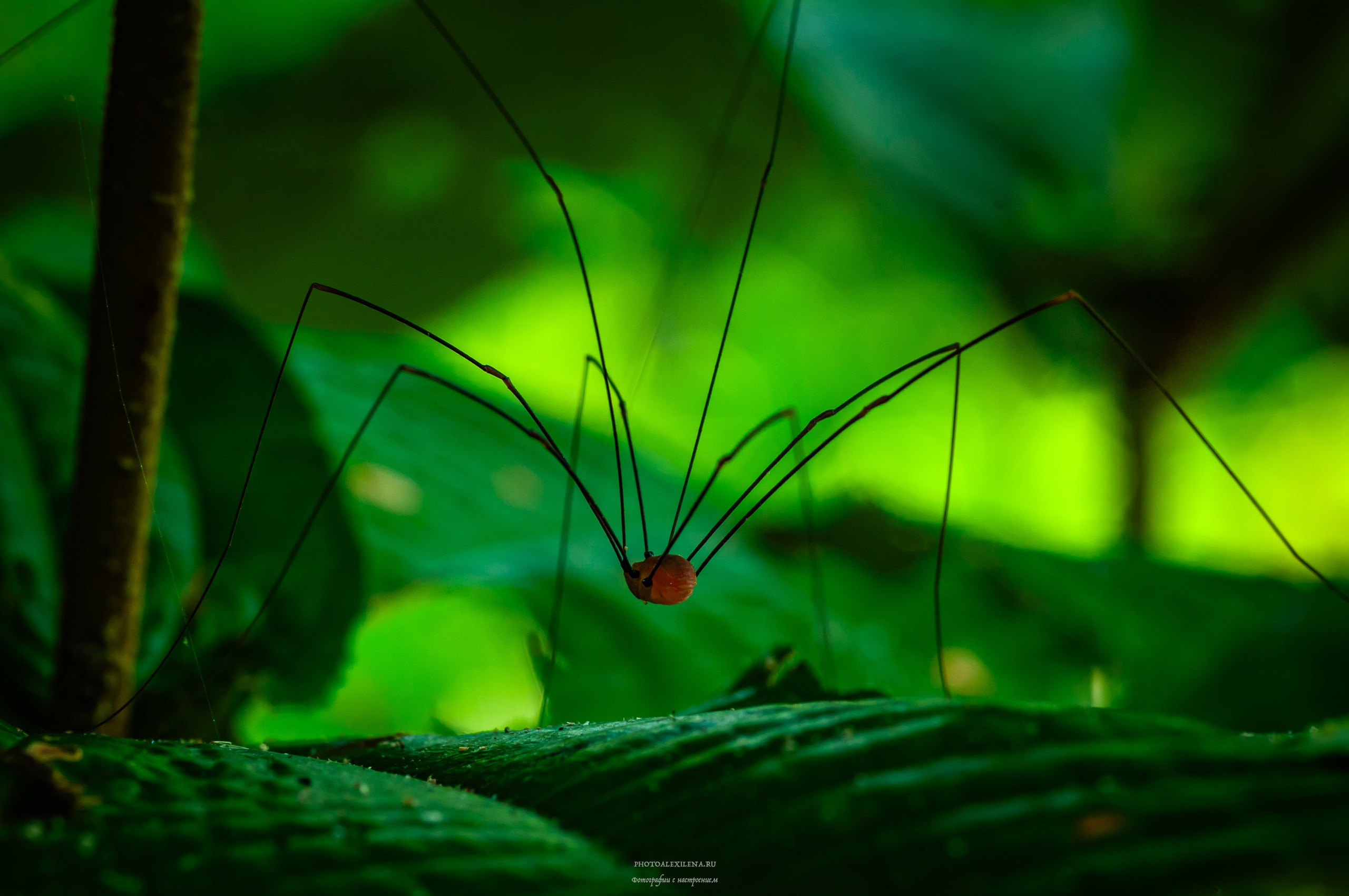 Все оттенки зелёного. Авторские стильные фотокартины