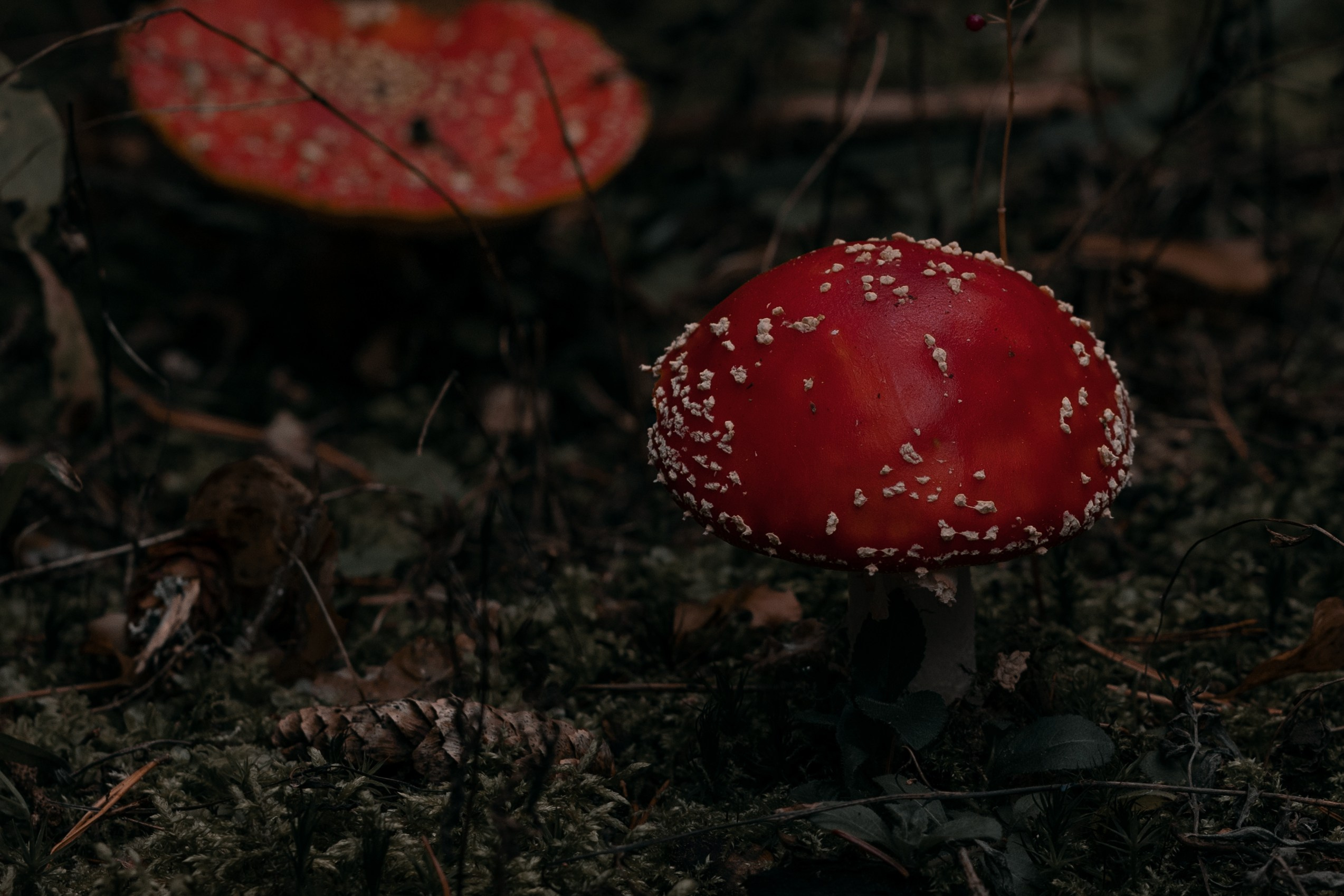 Огненная Лисица