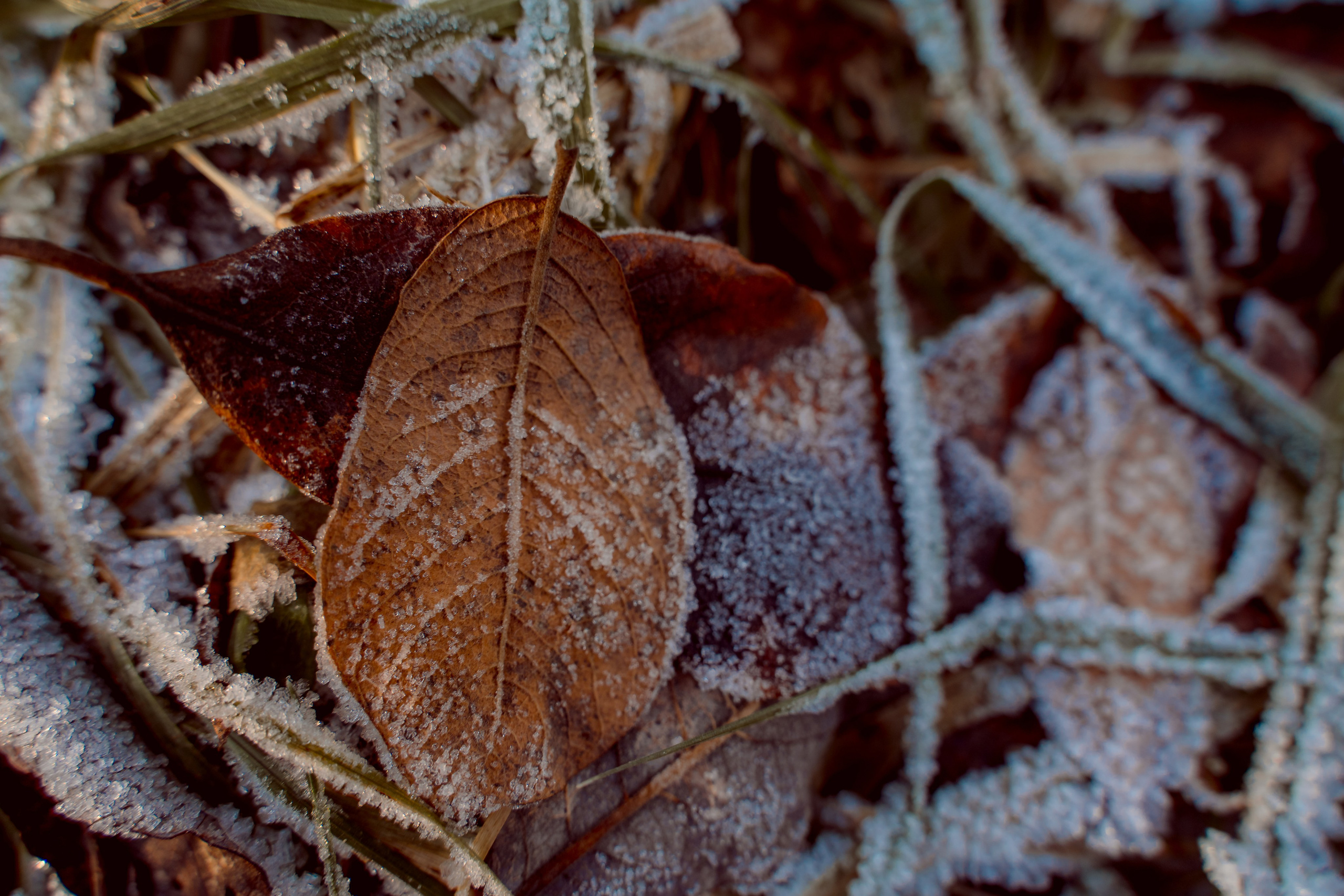 Пища для глаз. Ваш фотограф Северск | Томск