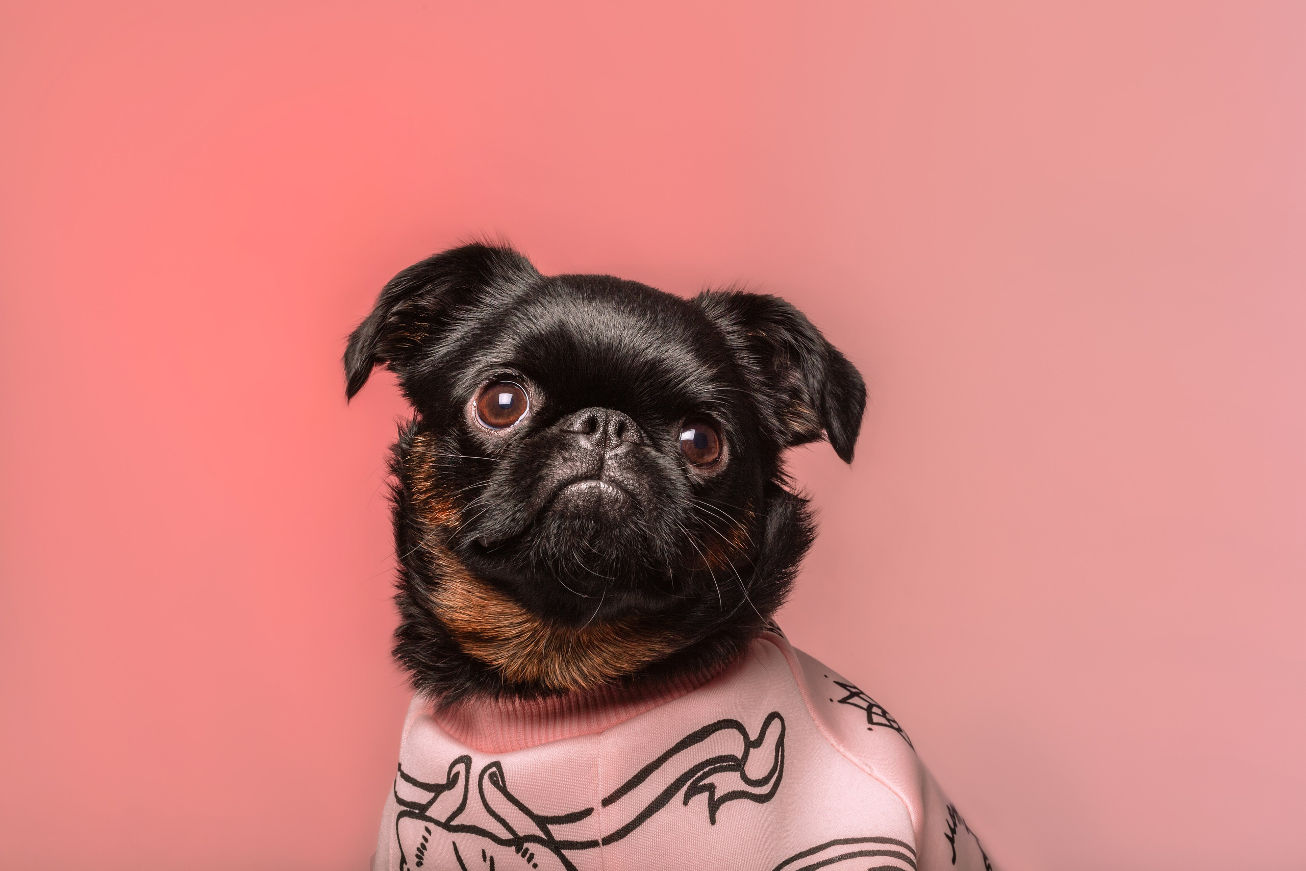 Студийная фотосессия с цветным светом. Фотограф-анималист Татьяна Степанова