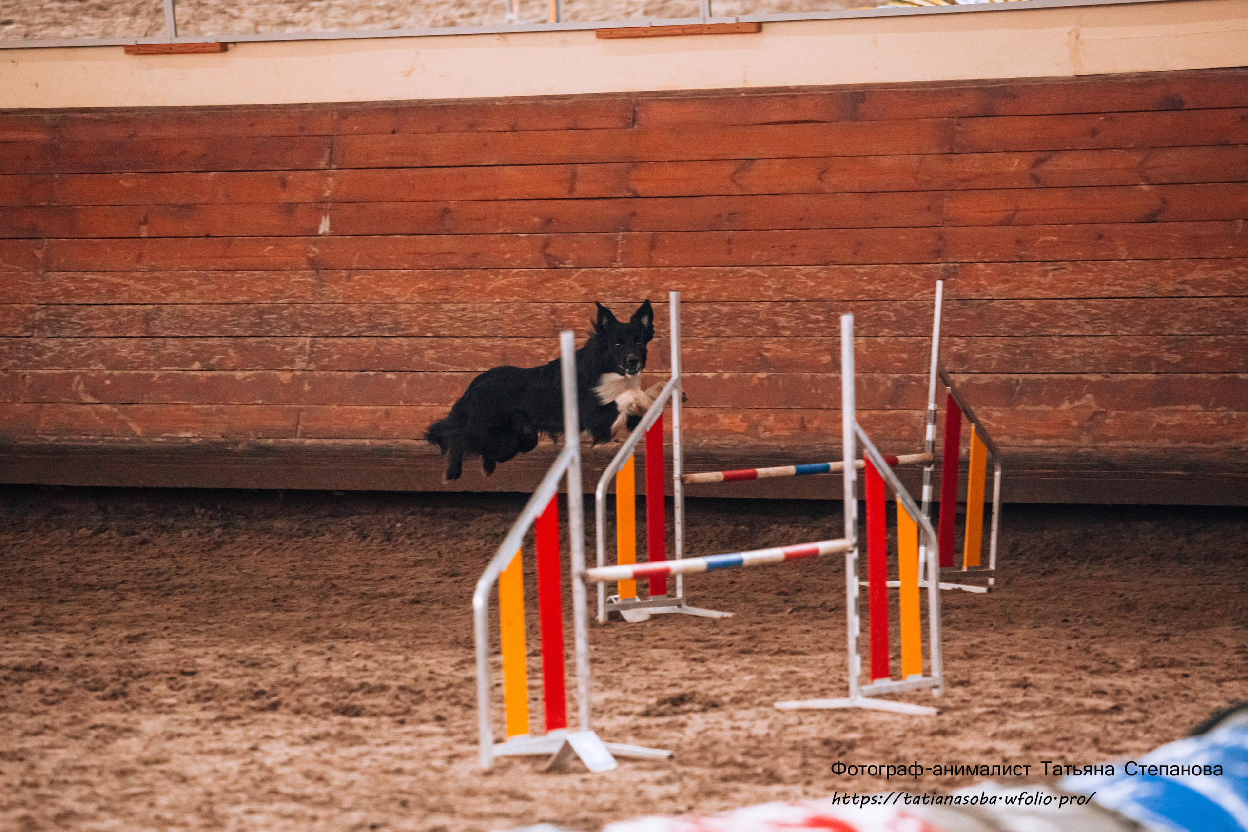 Соревнования по Аджилити 25.02.2024. Фотограф-анималист Татьяна Степанова