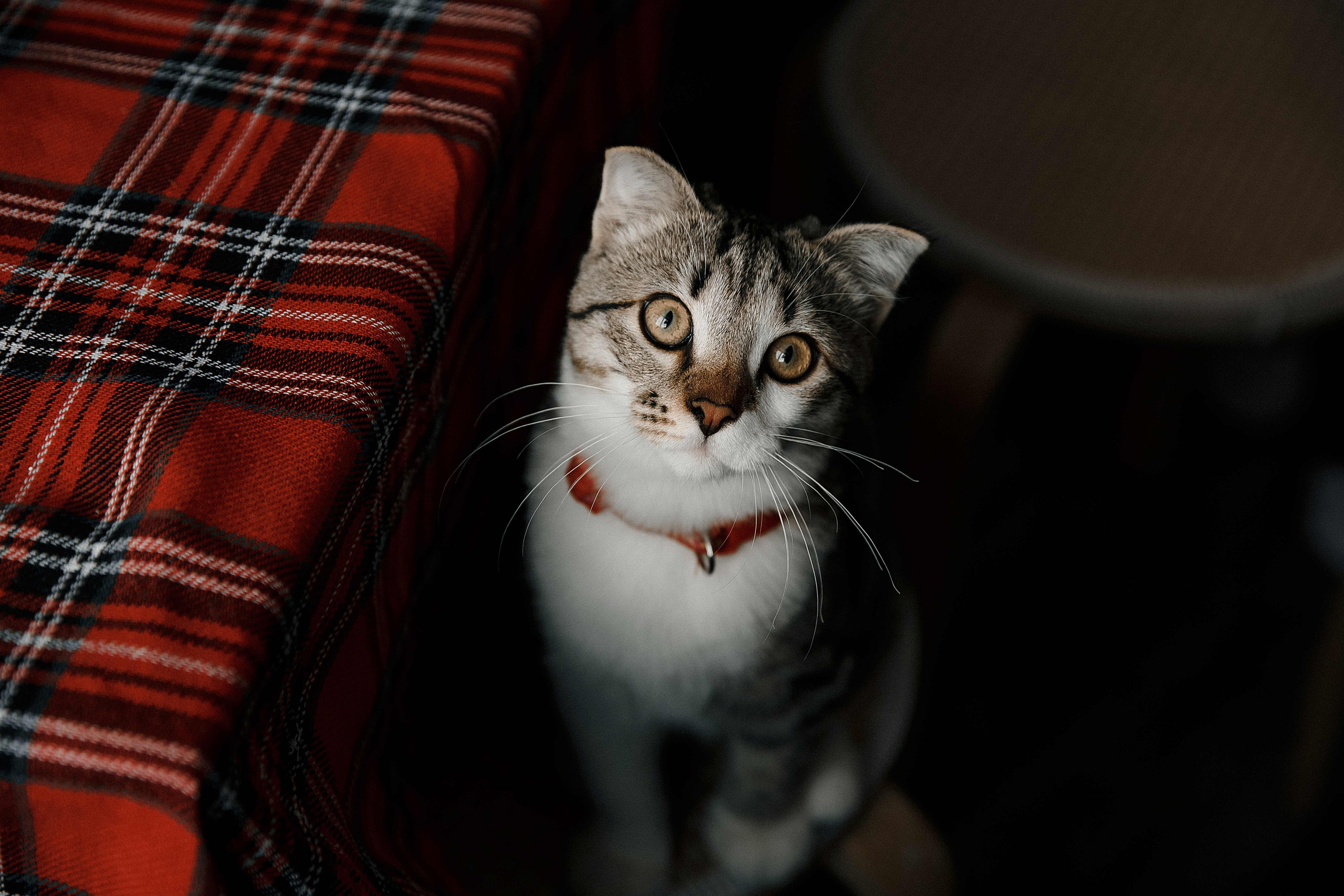 В ожидании малышки. Свадебный и семейный фотограф в Саратове Виолетта Привалова