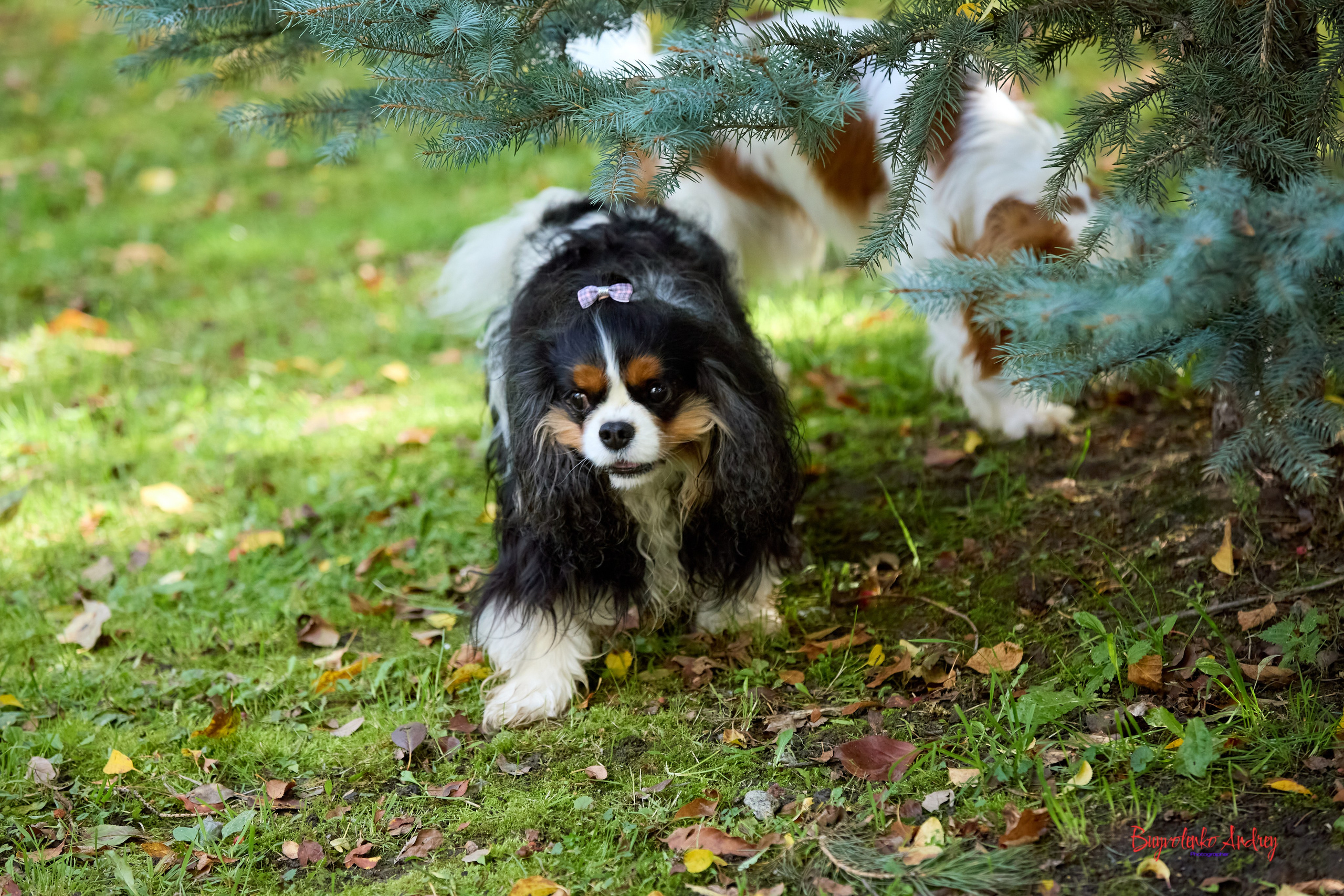 Фотопрогулка с кавалерами. Buyvolenko Andrey