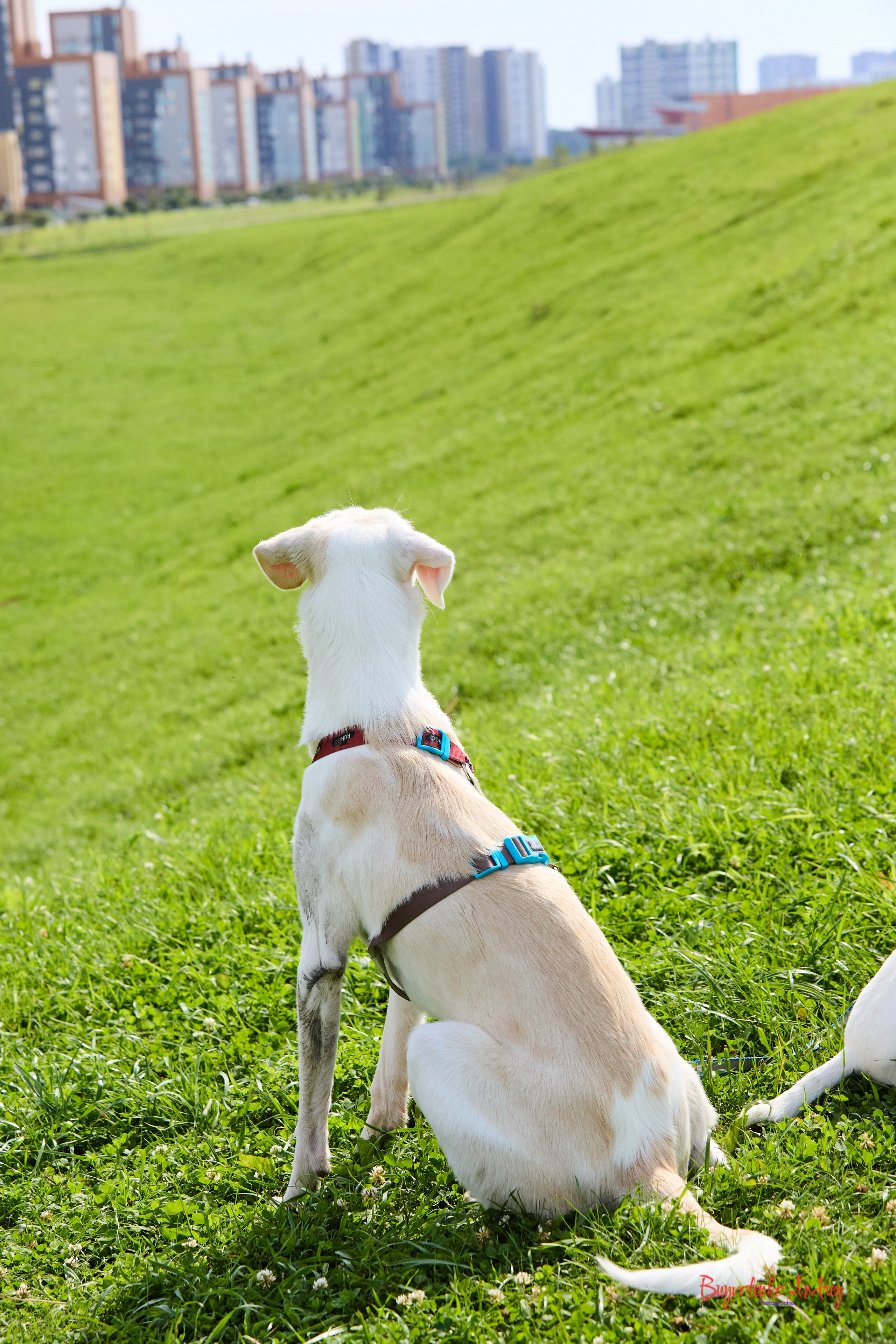 Проект фотопрогулка с хвостиком. Buyvolenko Andrey